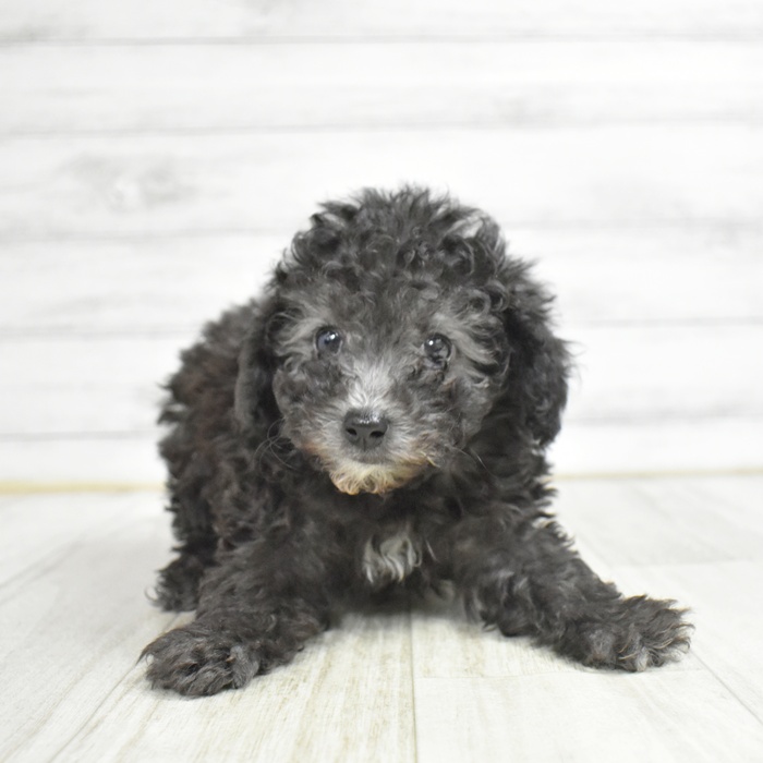 トイプードル女の子の写真