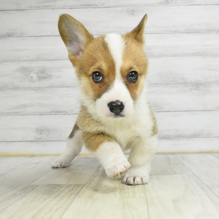コーギー男の子の写真
