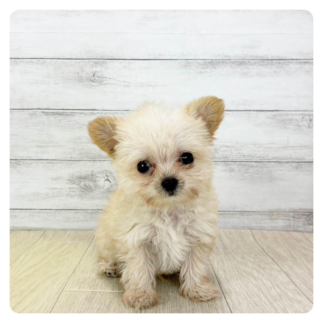 ハーフ犬男の子の写真