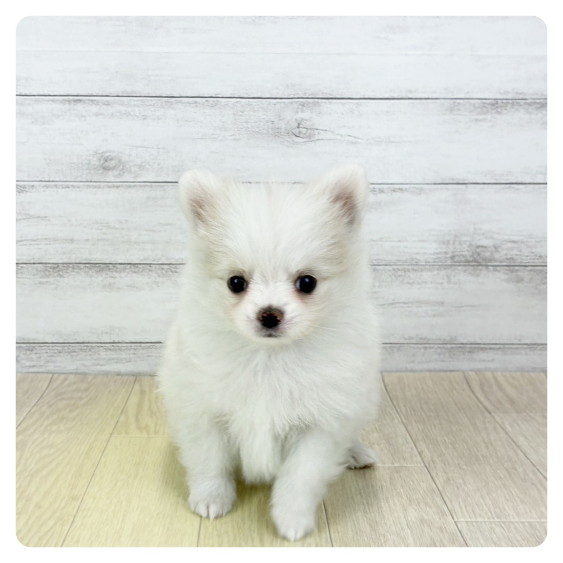 ハーフ犬女の子の写真