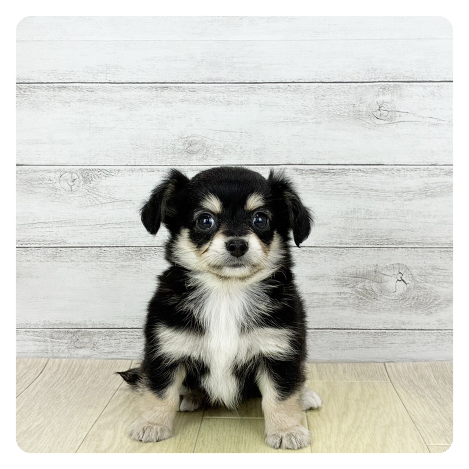 ハーフ犬男の子の写真