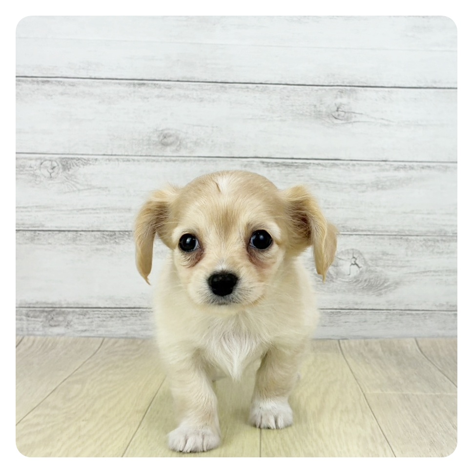 ハーフ犬女の子の写真