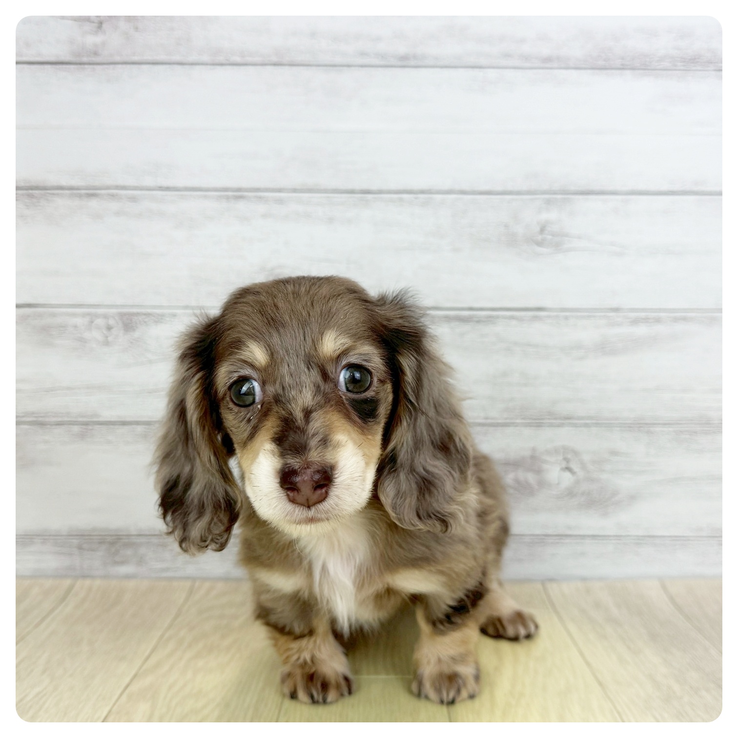 愛知県のミニチュアダックスフンド(ロング) (犬の家＆猫の里アミーゴ神の倉店/2025年11月24日生まれ/女の子/チョコレートイエローダップル)の子犬