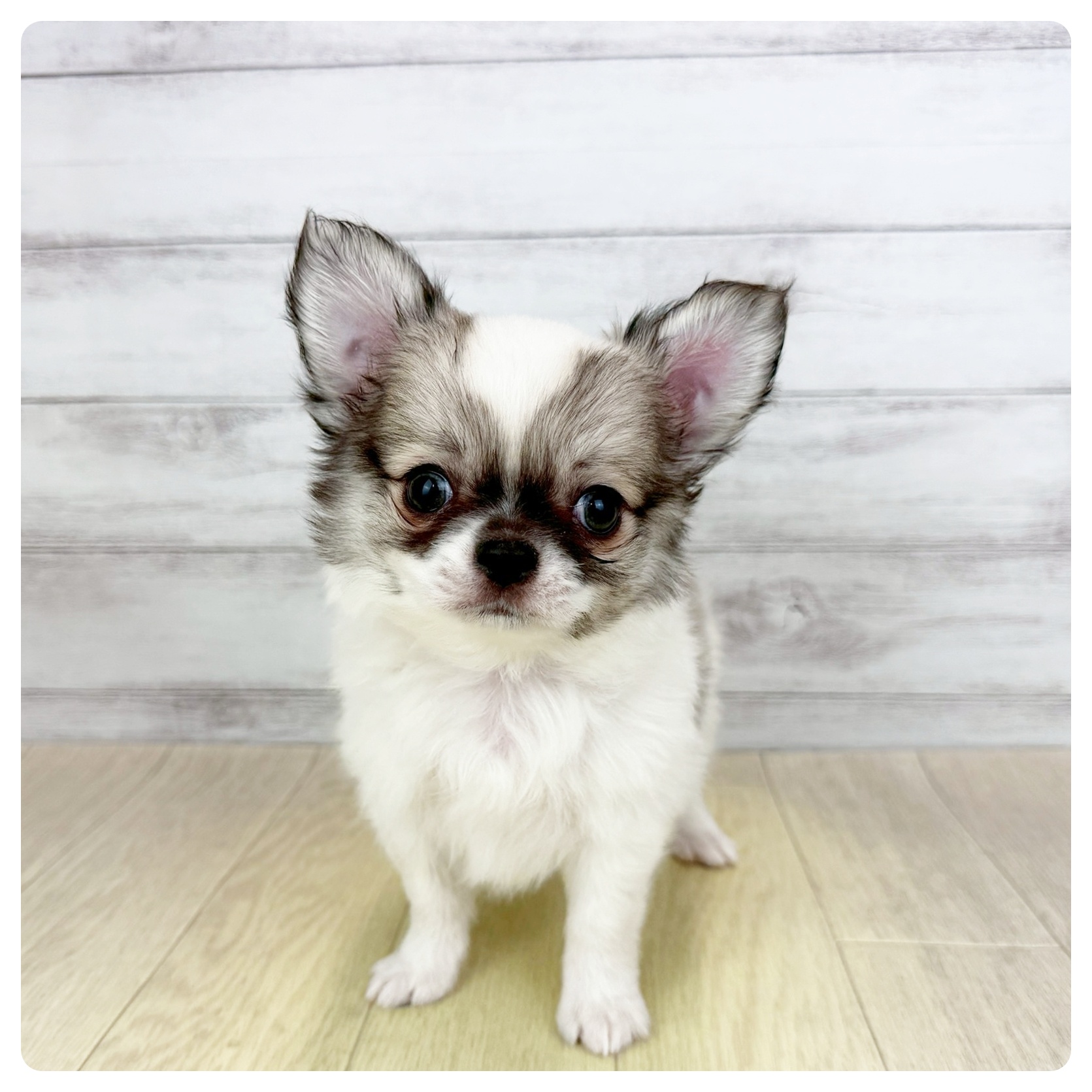 愛知県のチワワ(ロング) (犬の家＆猫の里豊田店/2025年11月25日生まれ/男の子/パーティーカラー)の子犬の3枚目の画像