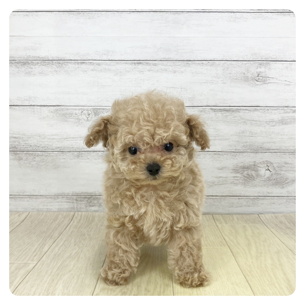 愛知県のトイプードル(ティーカップ) (犬の家＆猫の里MiO香久山店/2025年11月24日生まれ/男の子/オレンジフォーン)の子犬