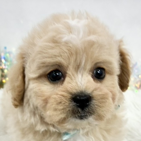 愛知県のペキプー(ペキニーズ×プードル) (犬の家＆猫の里MEGAドン・キホーテ東海名和店/2025年11月24日生まれ/男の子/クリームホワイト)の子犬の3枚目の画像