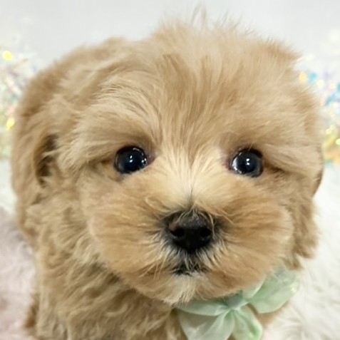 ハーフ犬男の子の写真