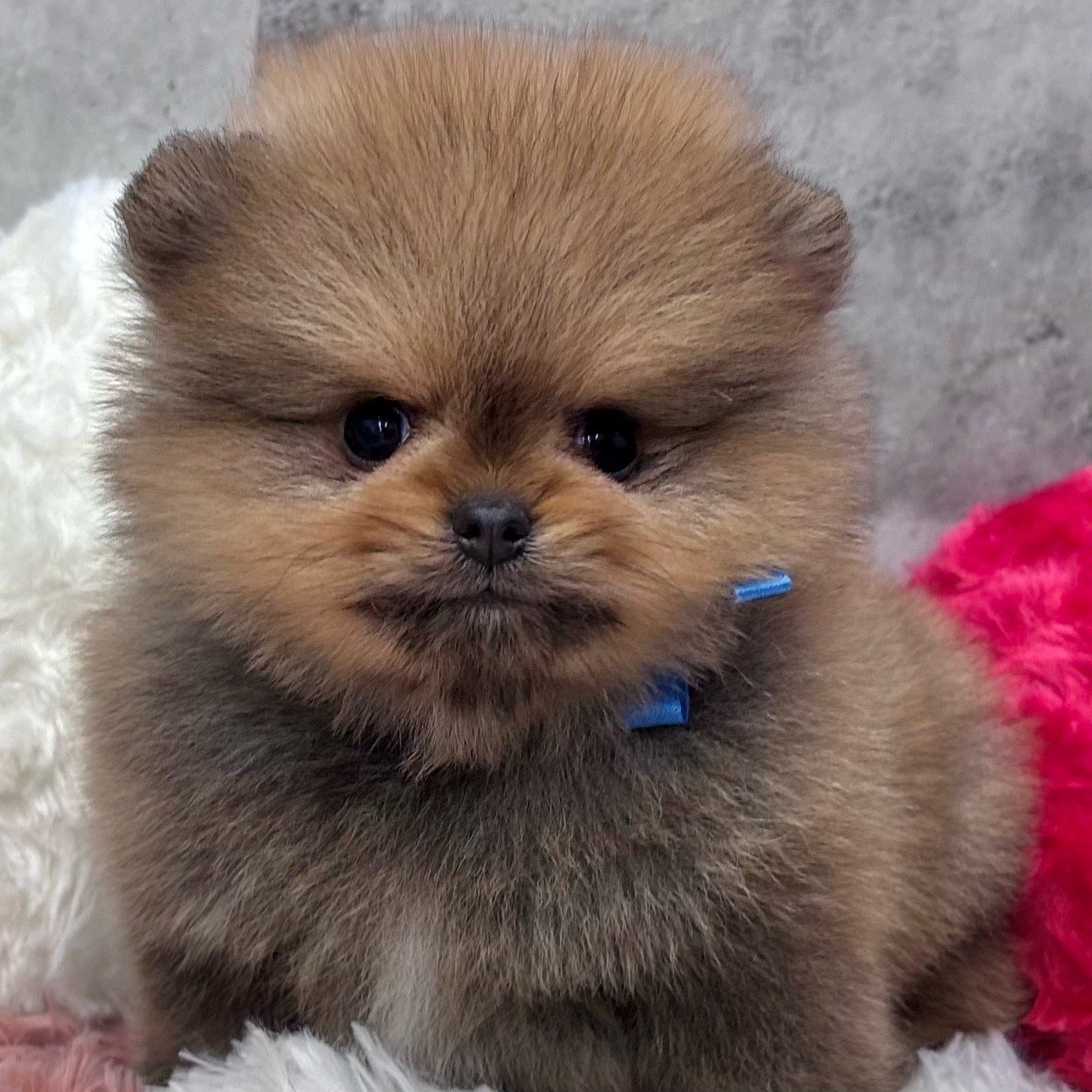 愛知県のポメラニアン (犬の家＆猫の里名古屋天白店/2025年11月24日生まれ/男の子/オレンジセーブル)の子犬の1枚目の画像