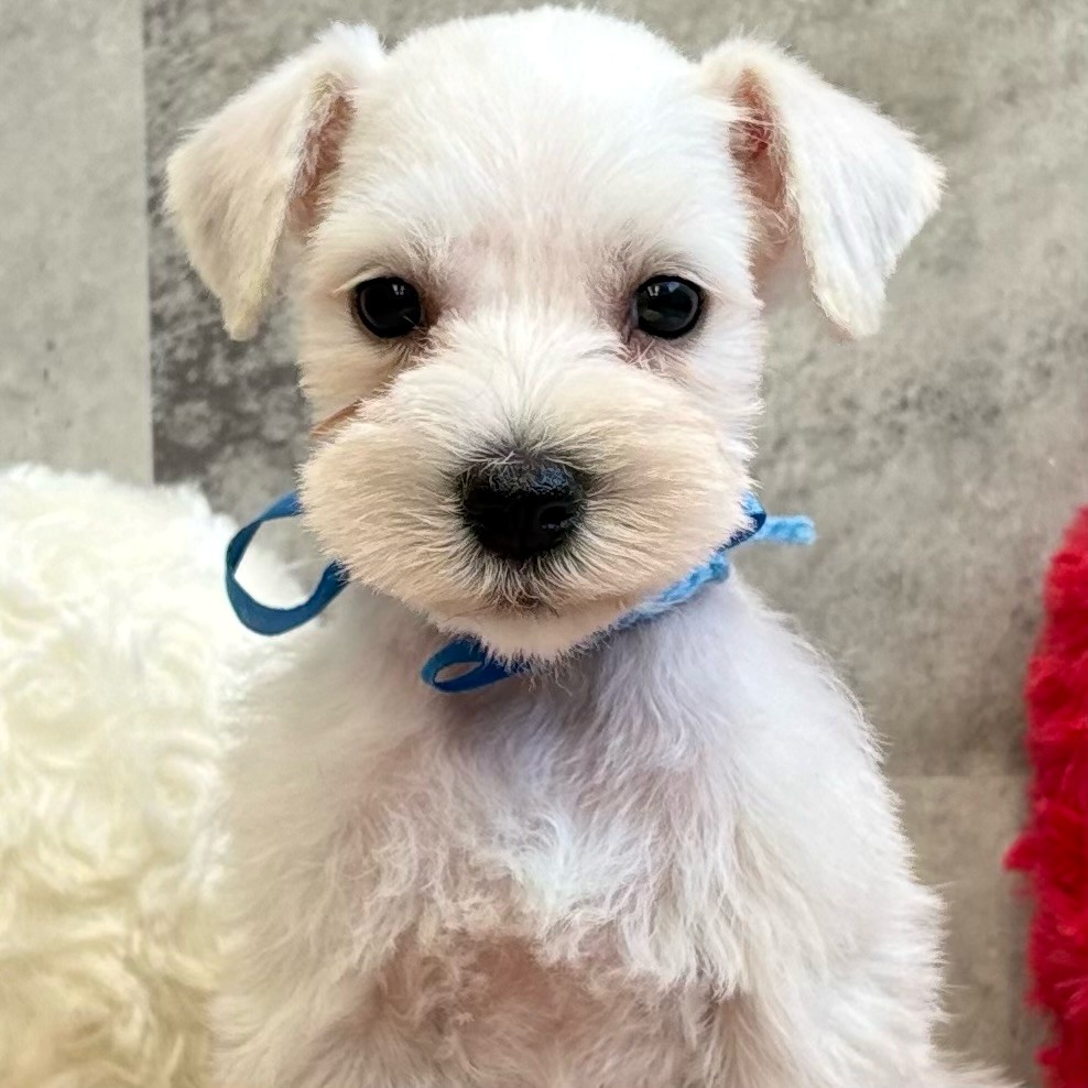 ミニチュアシュナウザー女の子の写真