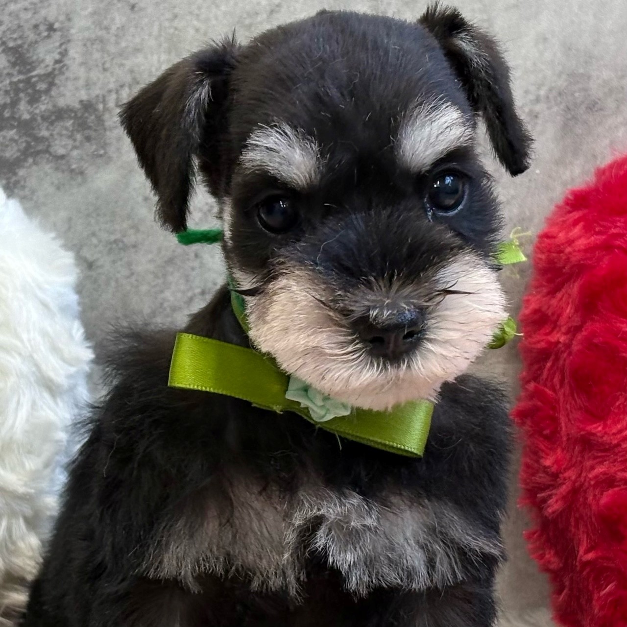 ミニチュアシュナウザー女の子の写真