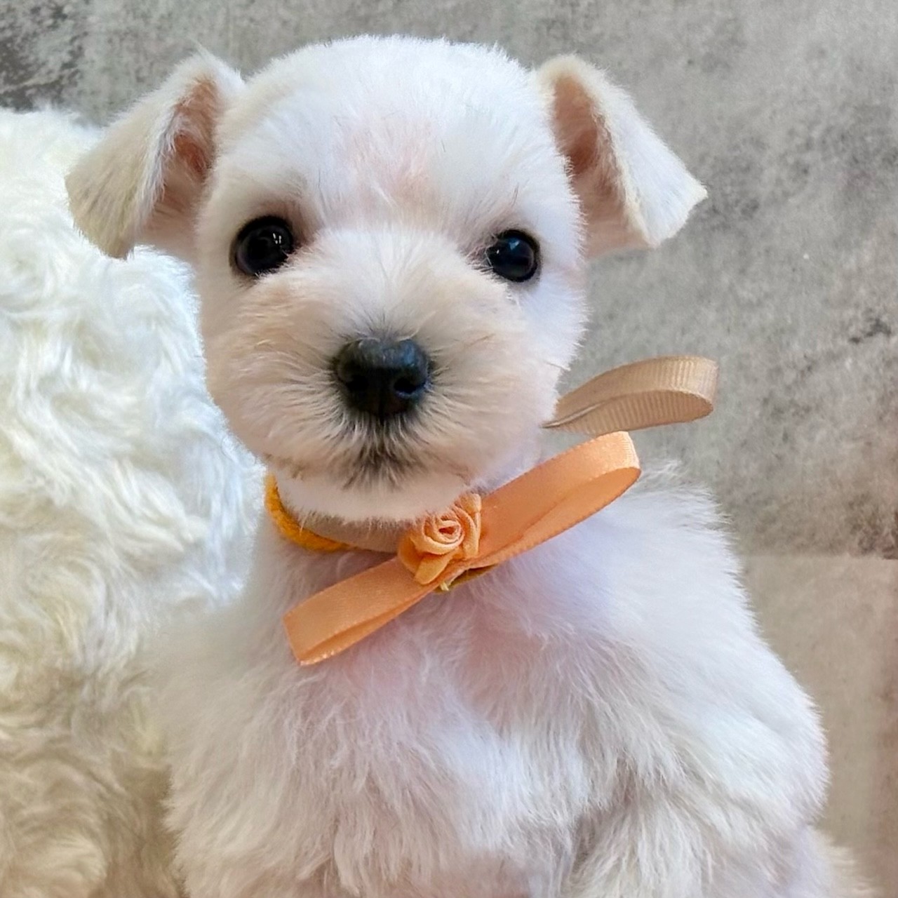 ミニチュアシュナウザー女の子の写真