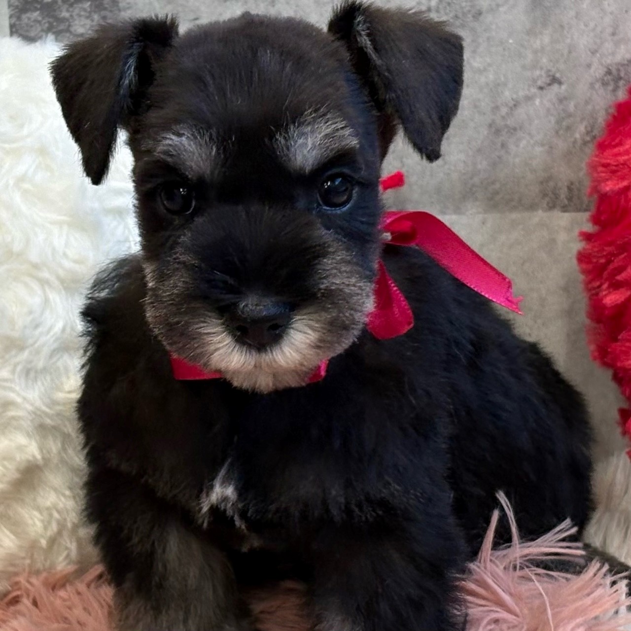 ミニチュアシュナウザー男の子の写真