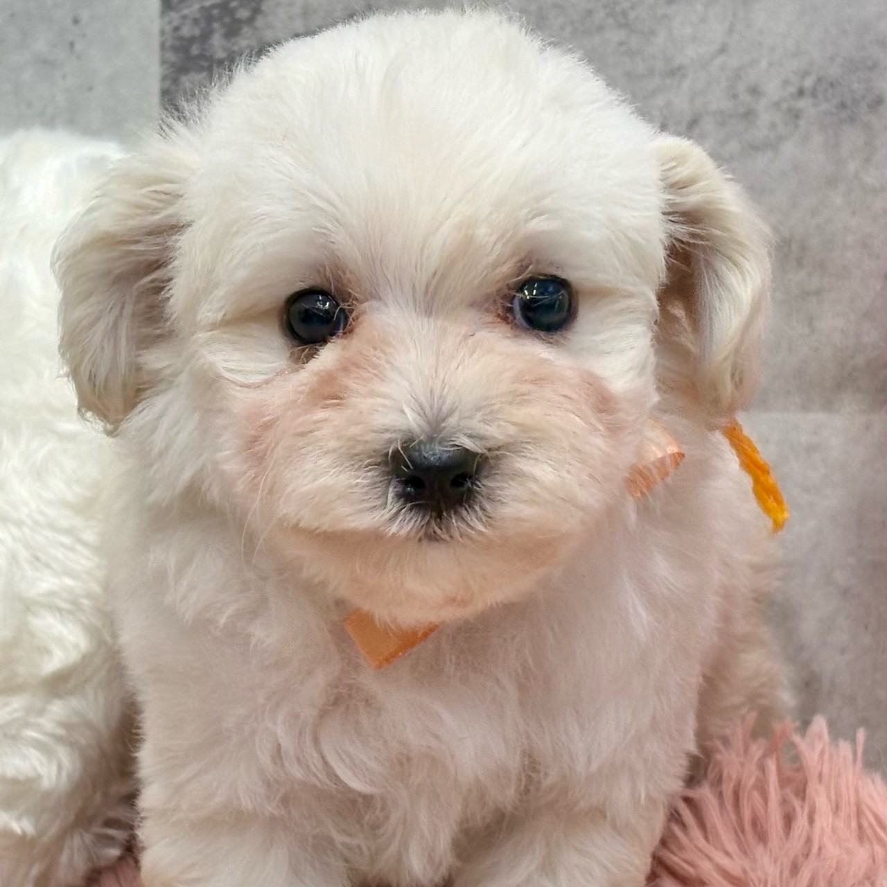 2025年11月25日生まれのマルプー(マルチーズ×プードル)