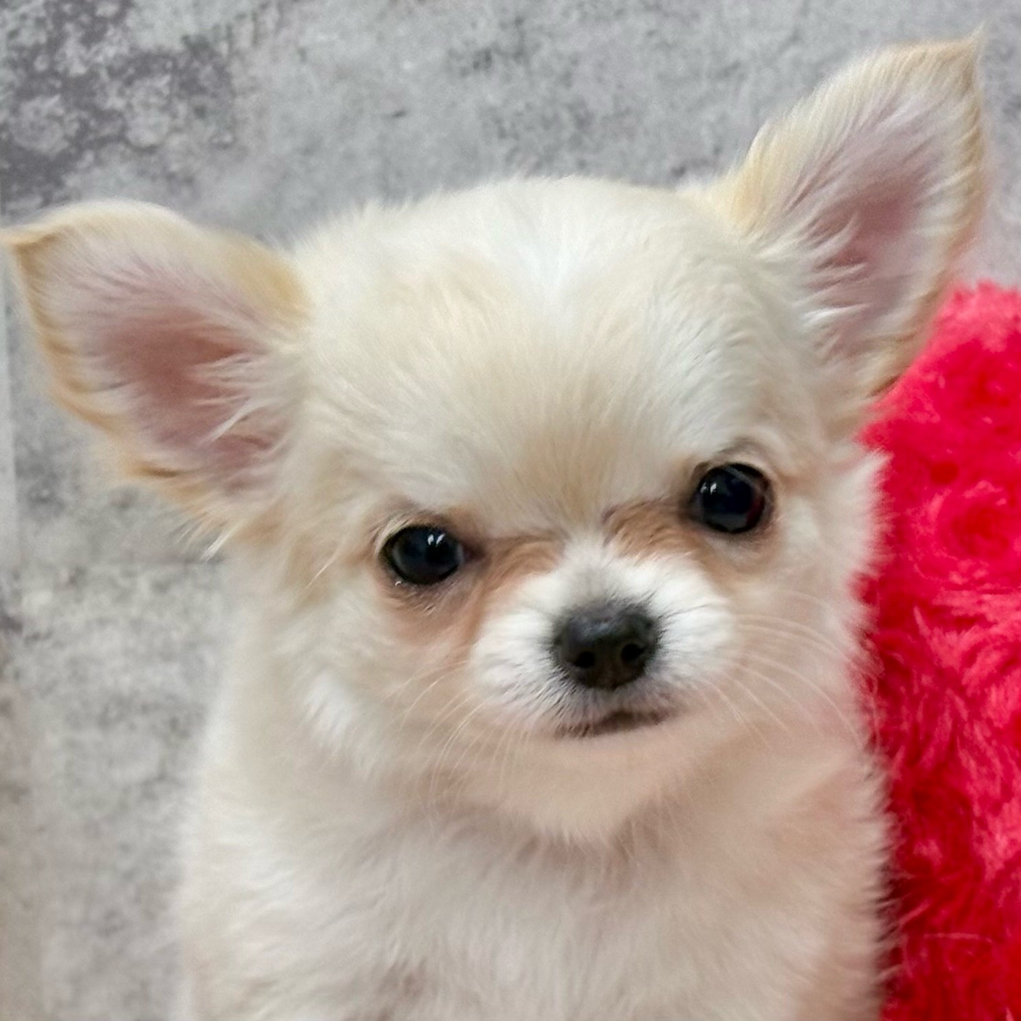 2025年11月25日生まれのチワワ(ロング)