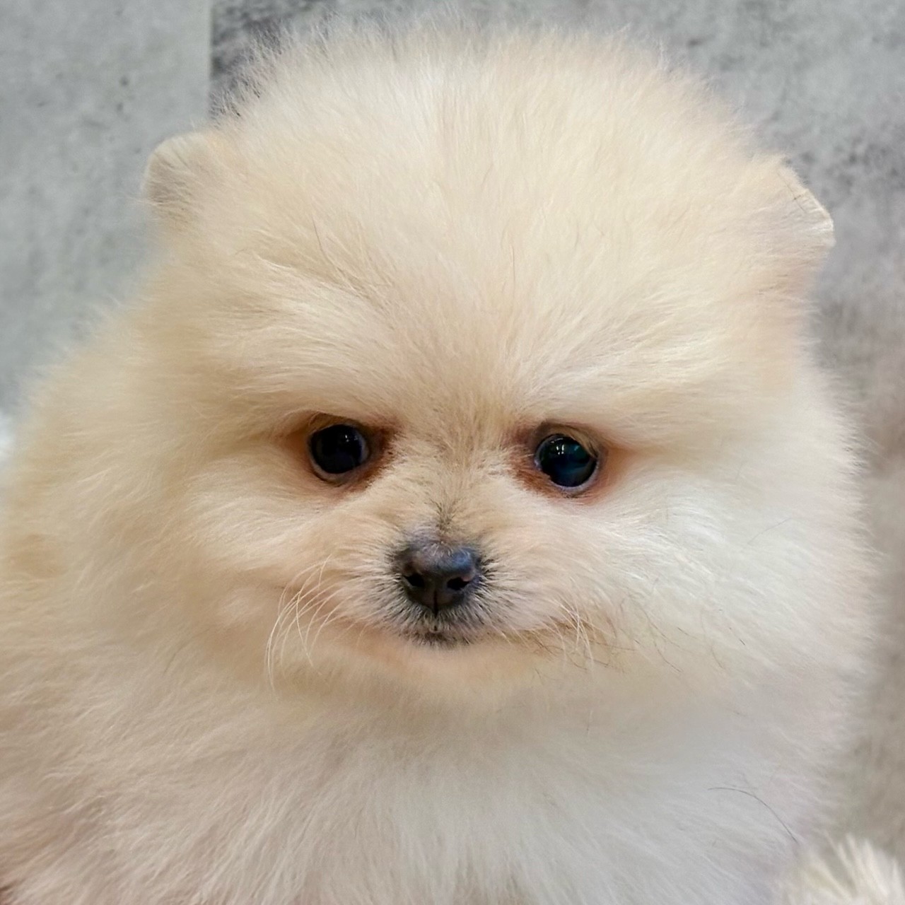 愛知県のポメラニアン (犬の家＆猫の里碧南店/2025年11月25日生まれ/女の子/クリーム)の子犬の1枚目の画像