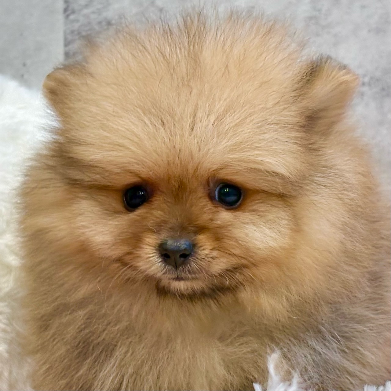 2025年11月25日生まれのポメラニアン
