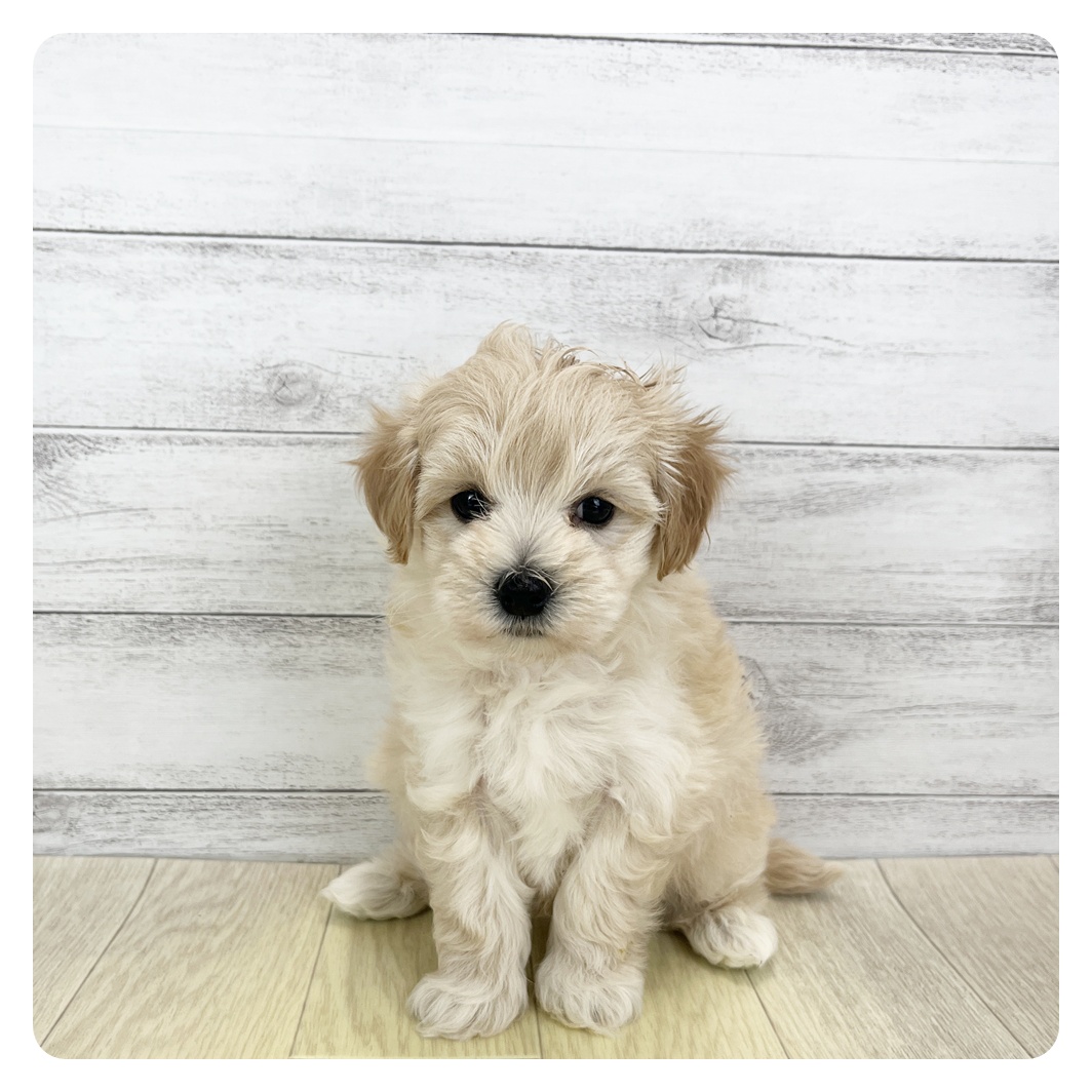 2025年11月25日生まれのマルプー(マルチーズ×プードル)