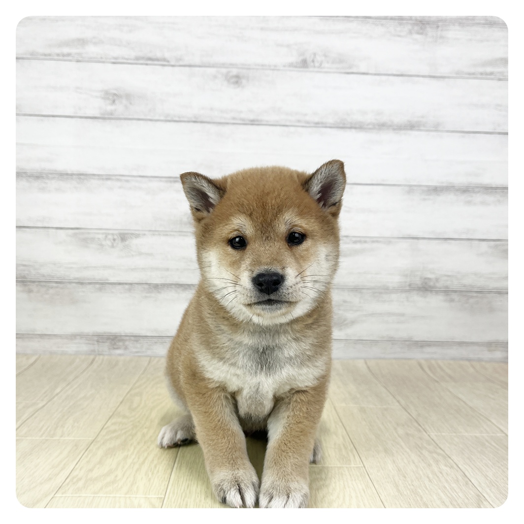 柴犬男の子の写真