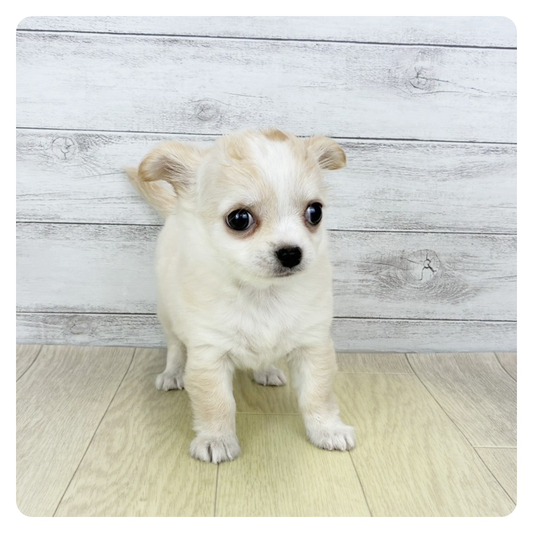 2025年11月26日生まれのチワワ(ロング)