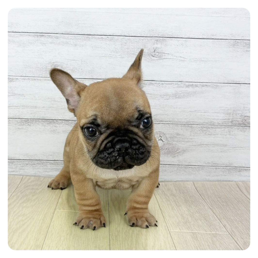 2025年11月22日生まれのフレンチブルドッグ