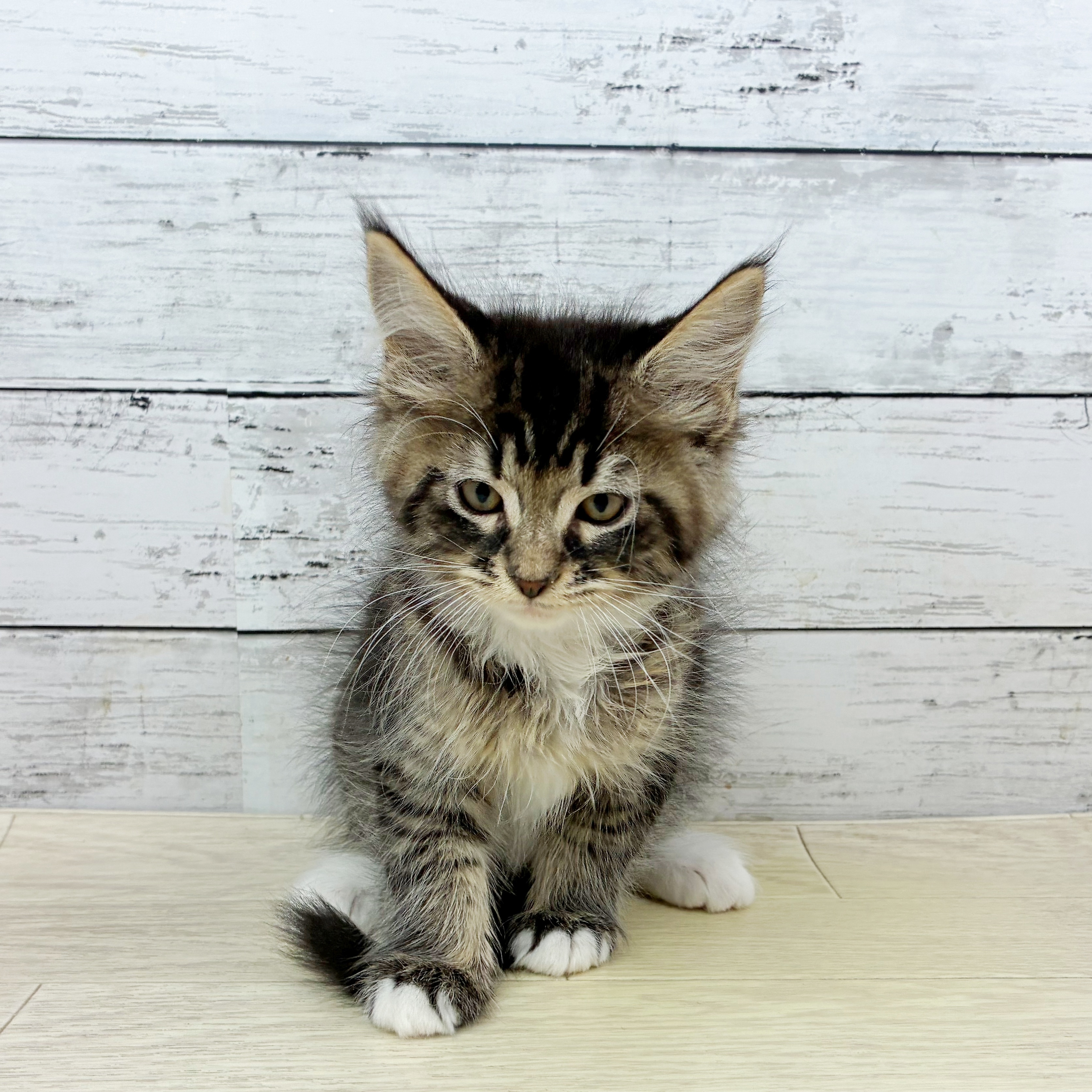 兵庫県のメインクーン (犬の家＆猫の里川西店/2025年11月25日生まれ/男の子/ブラウンマッカレルタビーホワイト)の子猫の2枚目の画像