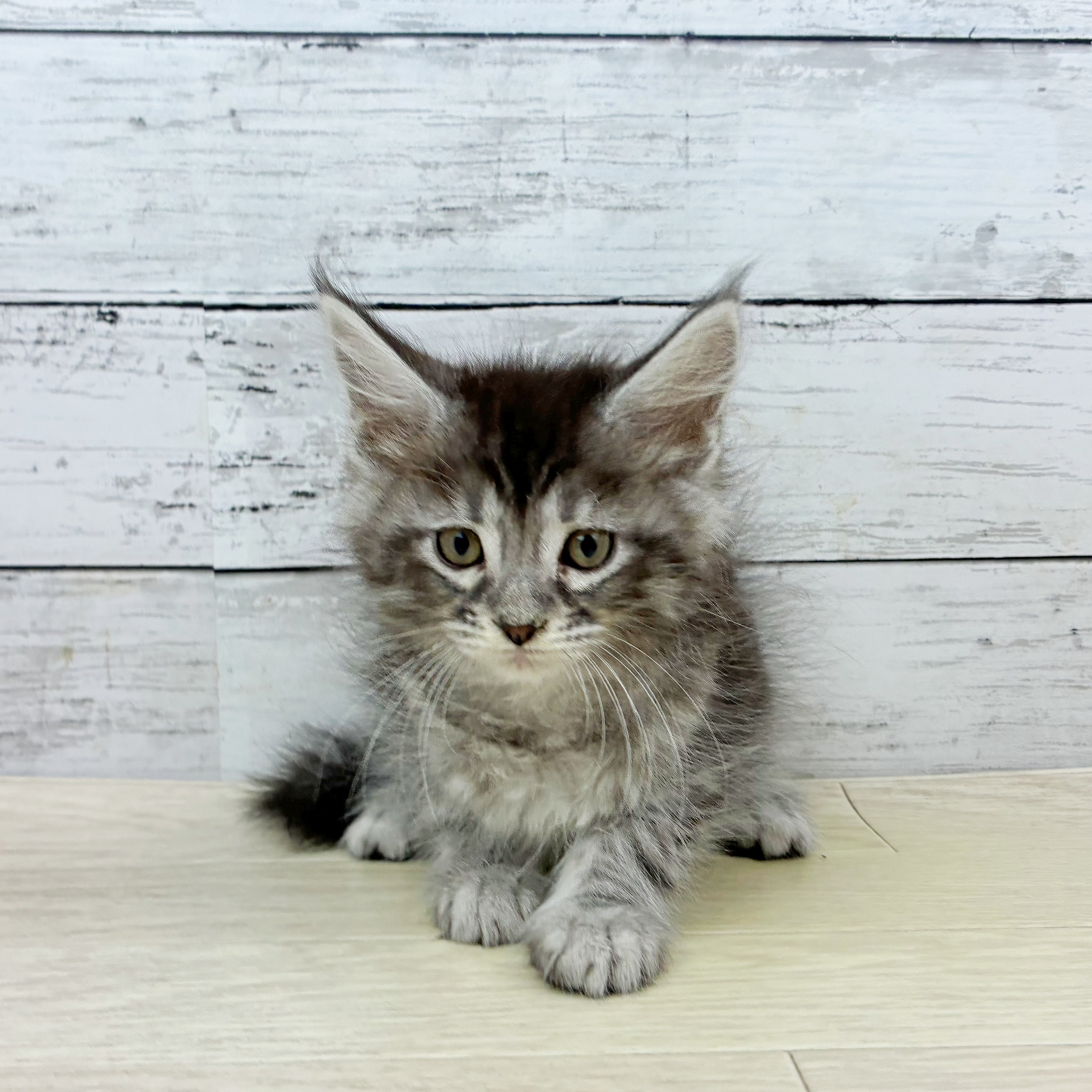 大阪府のメインクーン (犬の家＆猫の里もりのみやキューズモールBASE店/2025年11月25日生まれ/女の子/シルバーマッカレルタビーホワイト)の子猫の2枚目の画像