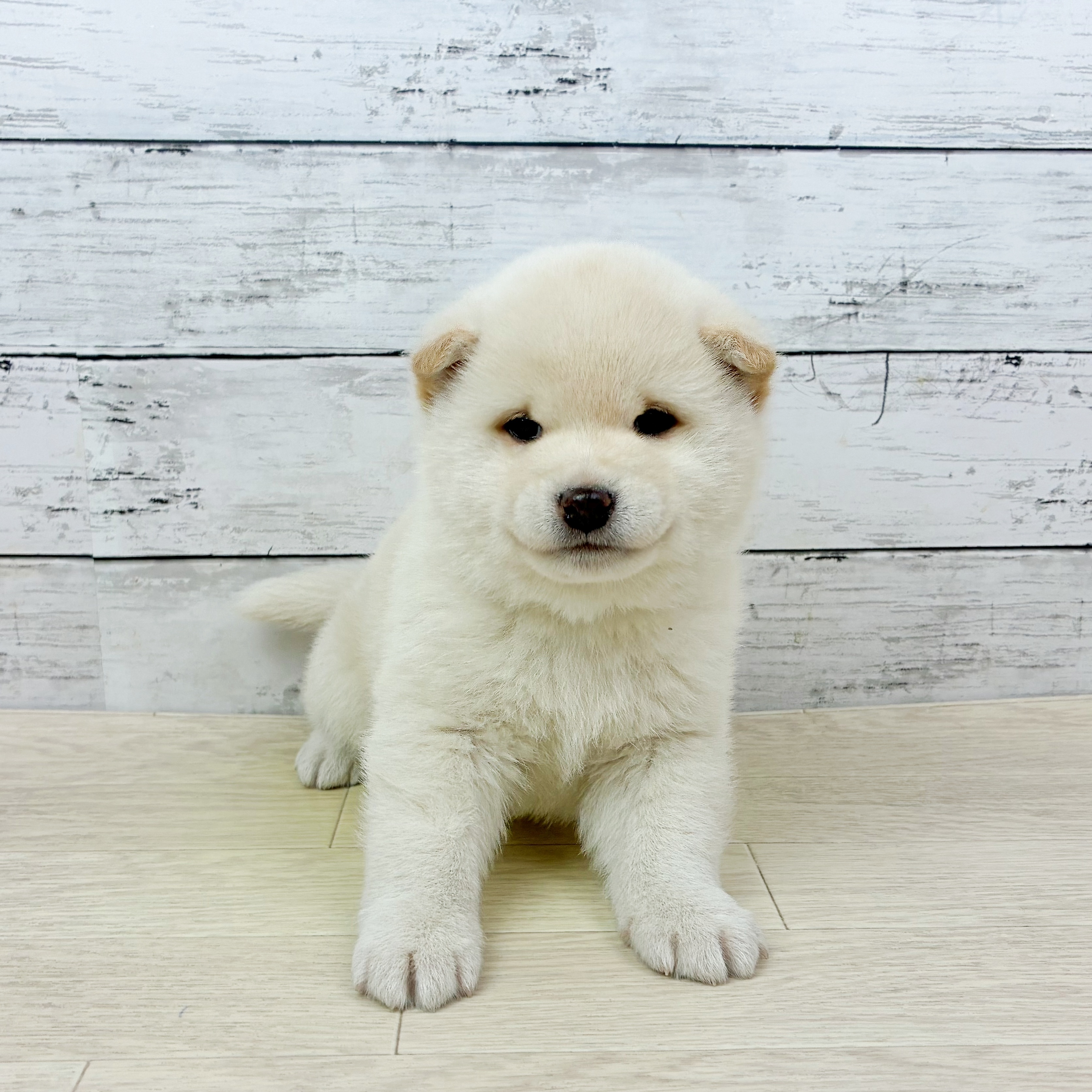 柴犬男の子の写真
