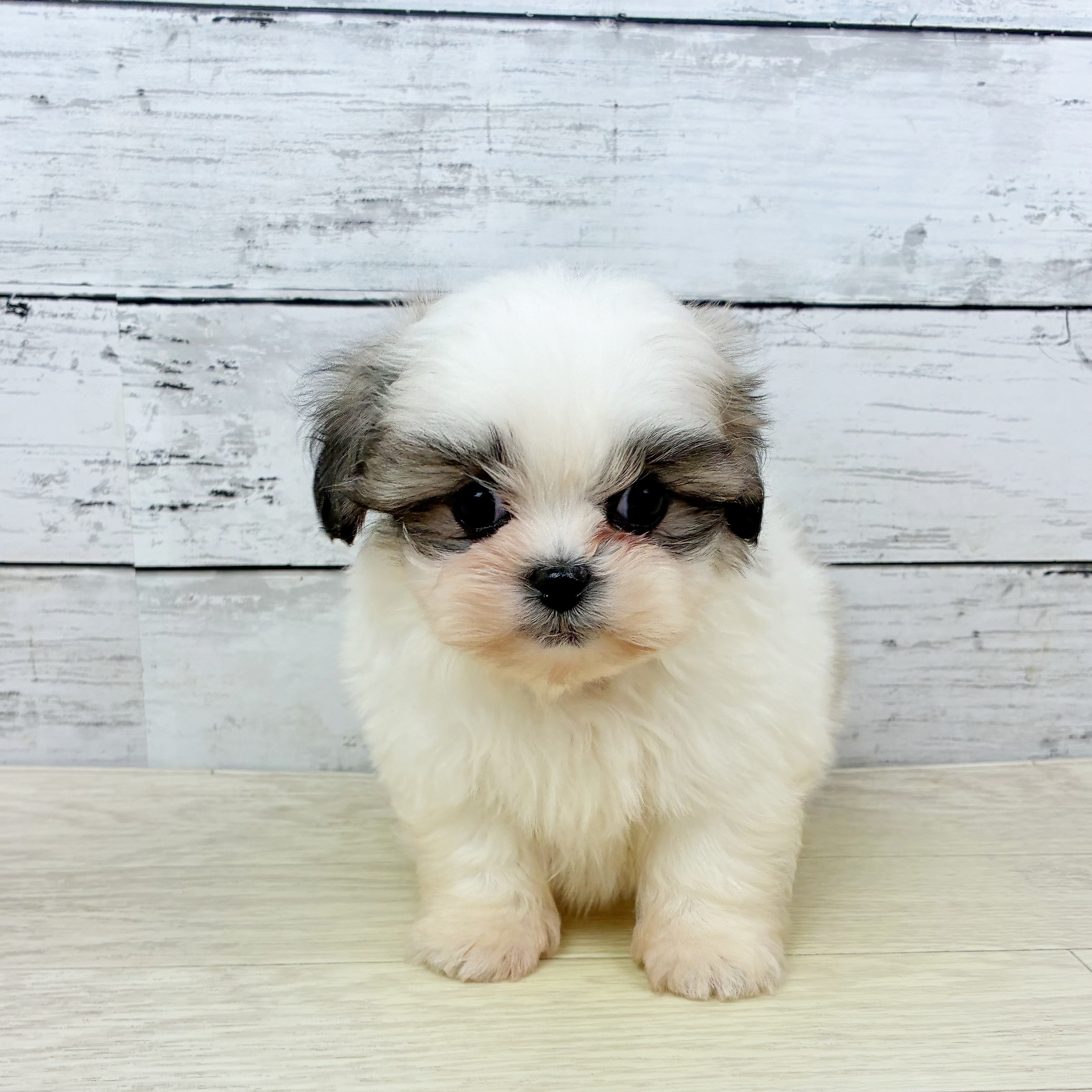 滋賀県のハーフ犬・ミックス犬 (犬の家＆猫の里近江八幡店/2025年11月27日生まれ/男の子/ホワイトゴールド)の子犬