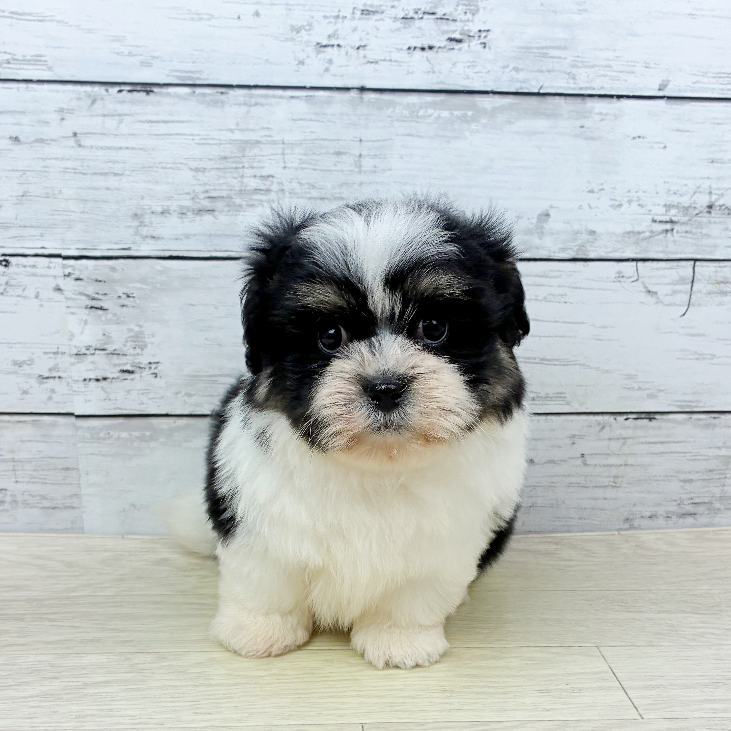 滋賀県のハーフ犬・ミックス犬 (犬の家＆猫の里長浜店/2025年11月27日生まれ/男の子/ホワイトブラック)の子犬