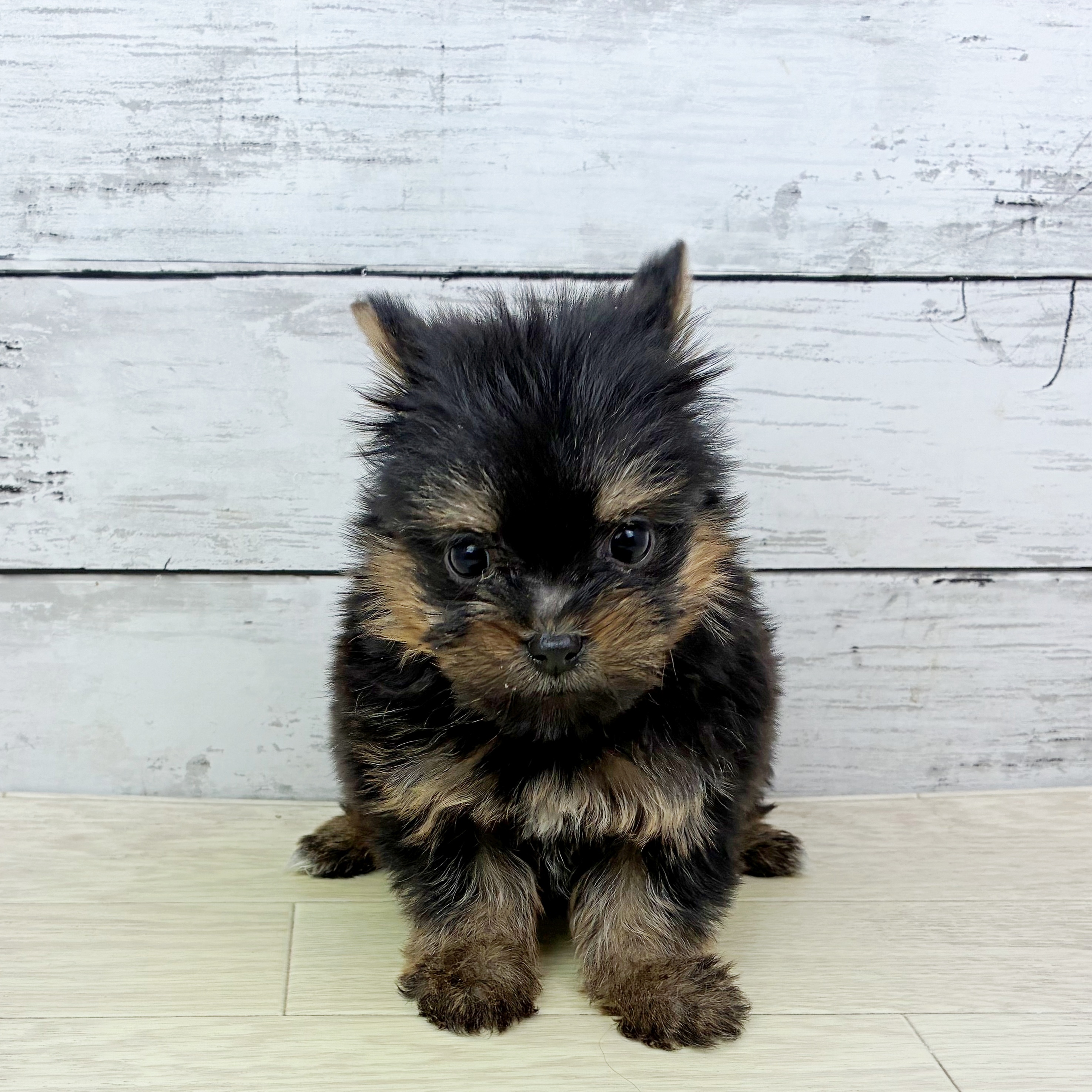 滋賀県のポメキー(ポメラニアン×ヨークシャーテリア) (犬の家＆猫の里長浜店/2025年11月26日生まれ/女の子/ブラックタン)の子犬