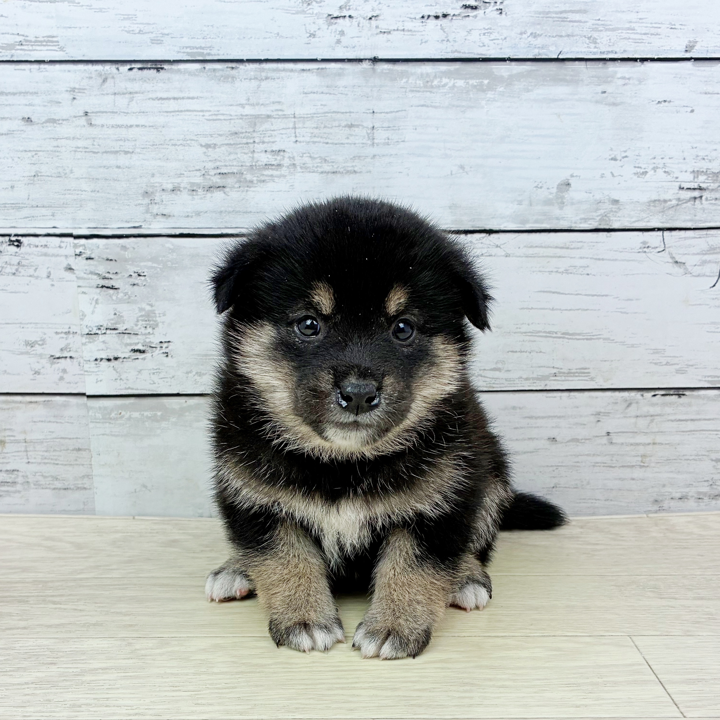 滋賀県の柴犬(標準サイズ) (犬の家＆猫の里長浜店/2025年11月27日生まれ/女の子/黒)の子犬