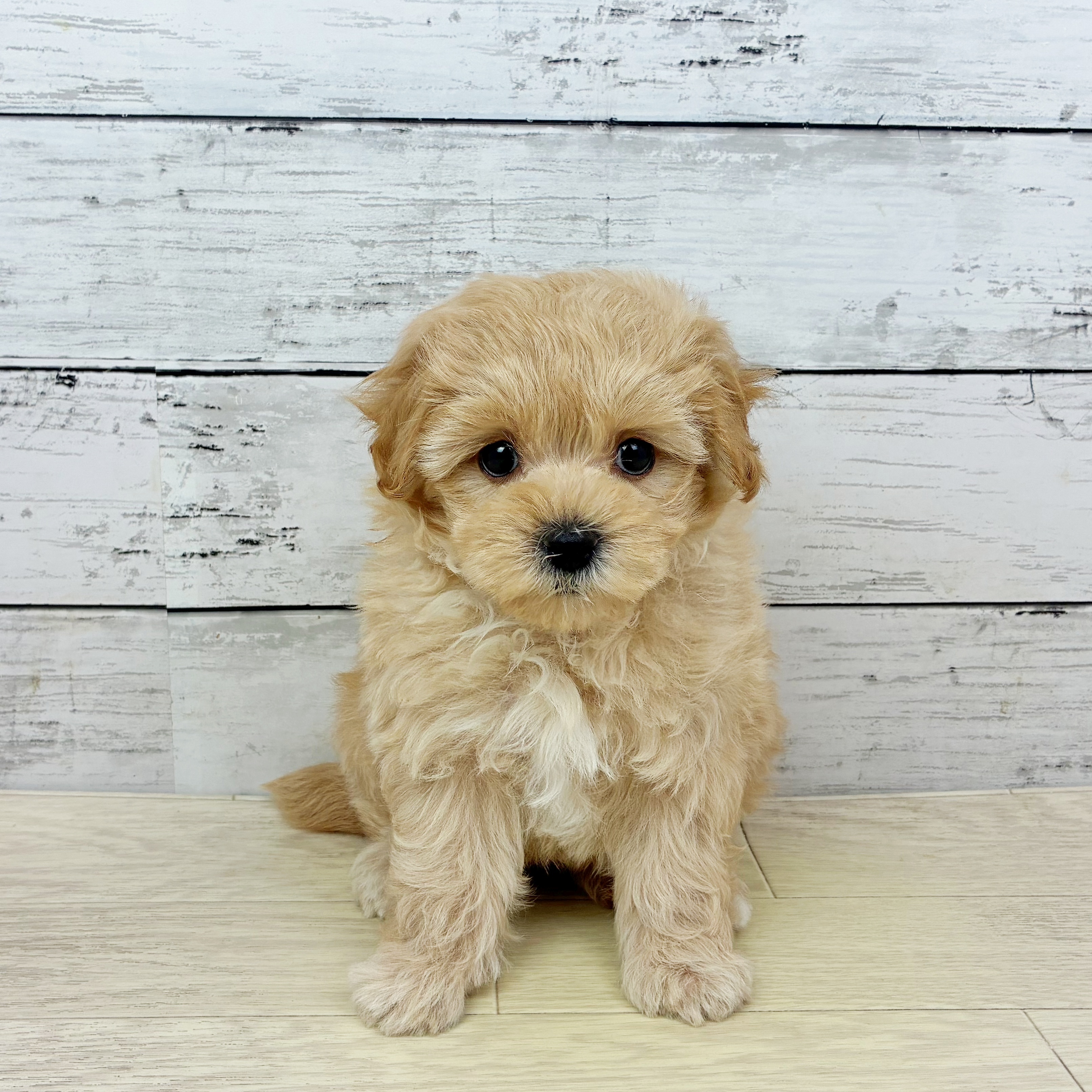 滋賀県のマルプー(マルチーズ×プードル) (犬の家＆猫の里長浜店/2025年11月27日生まれ/男の子/クリーム)の子犬