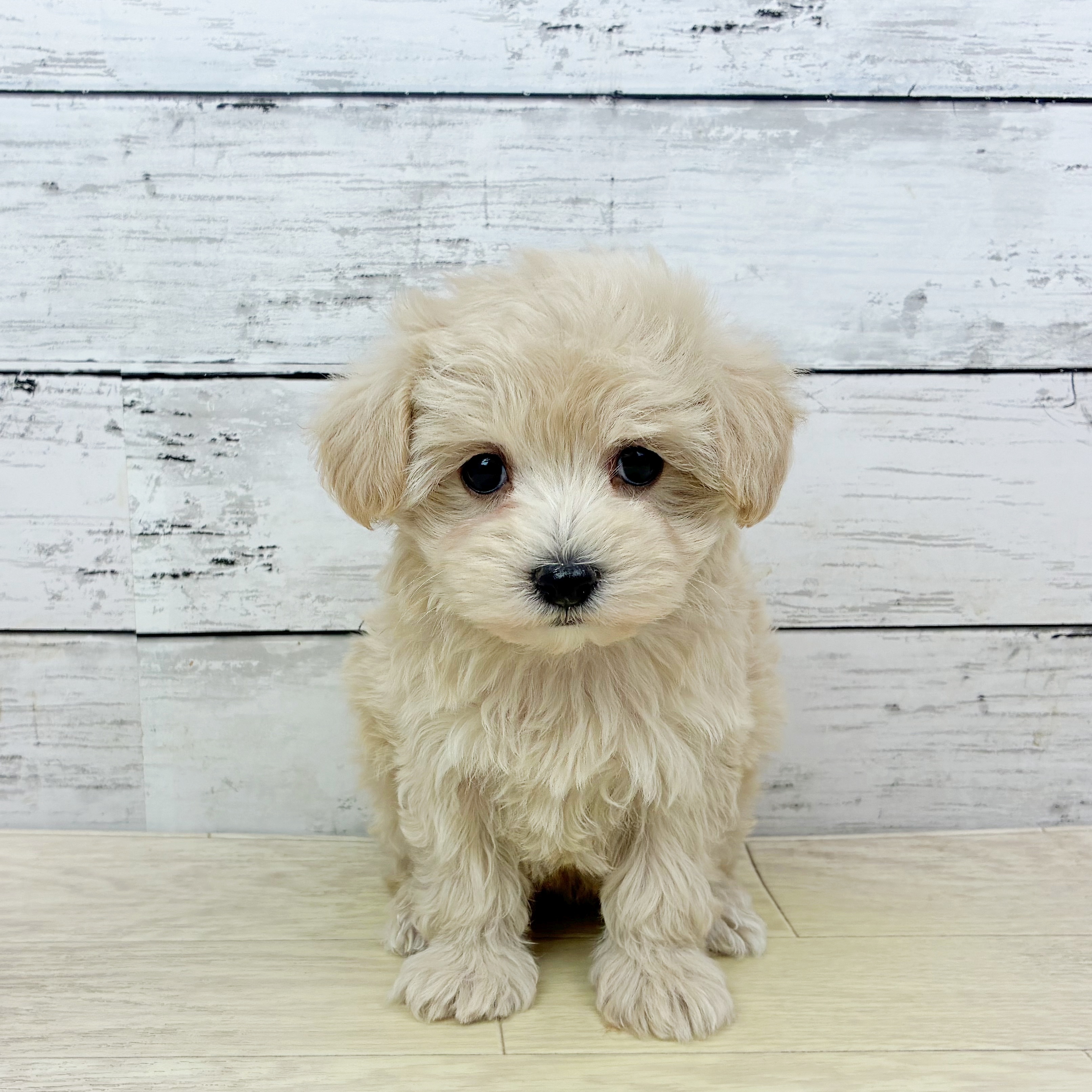 滋賀県のマルプー(マルチーズ×プードル) (犬の家＆猫の里長浜店/2025年11月25日生まれ/女の子/クリーム)の子犬