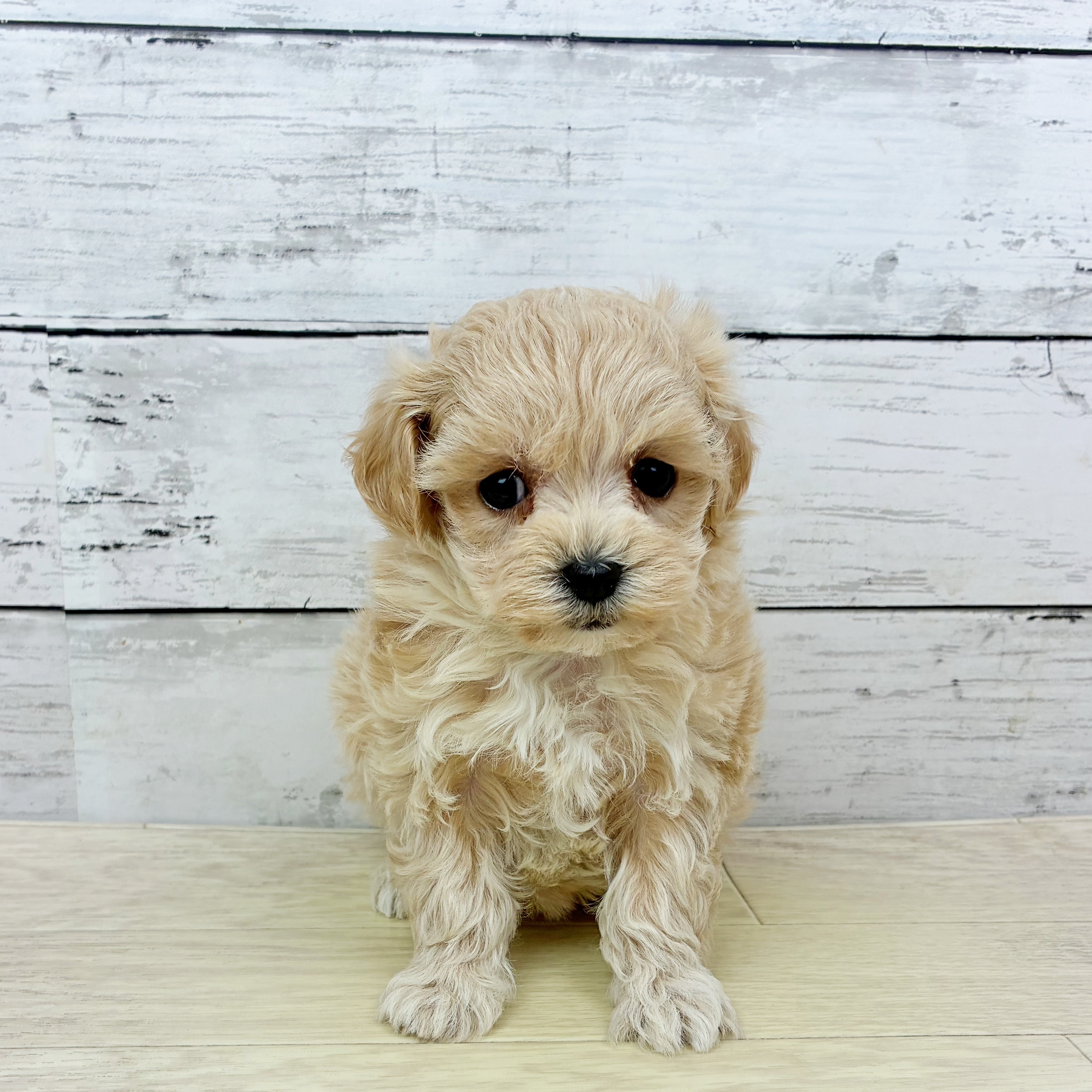 ハーフ犬女の子の写真