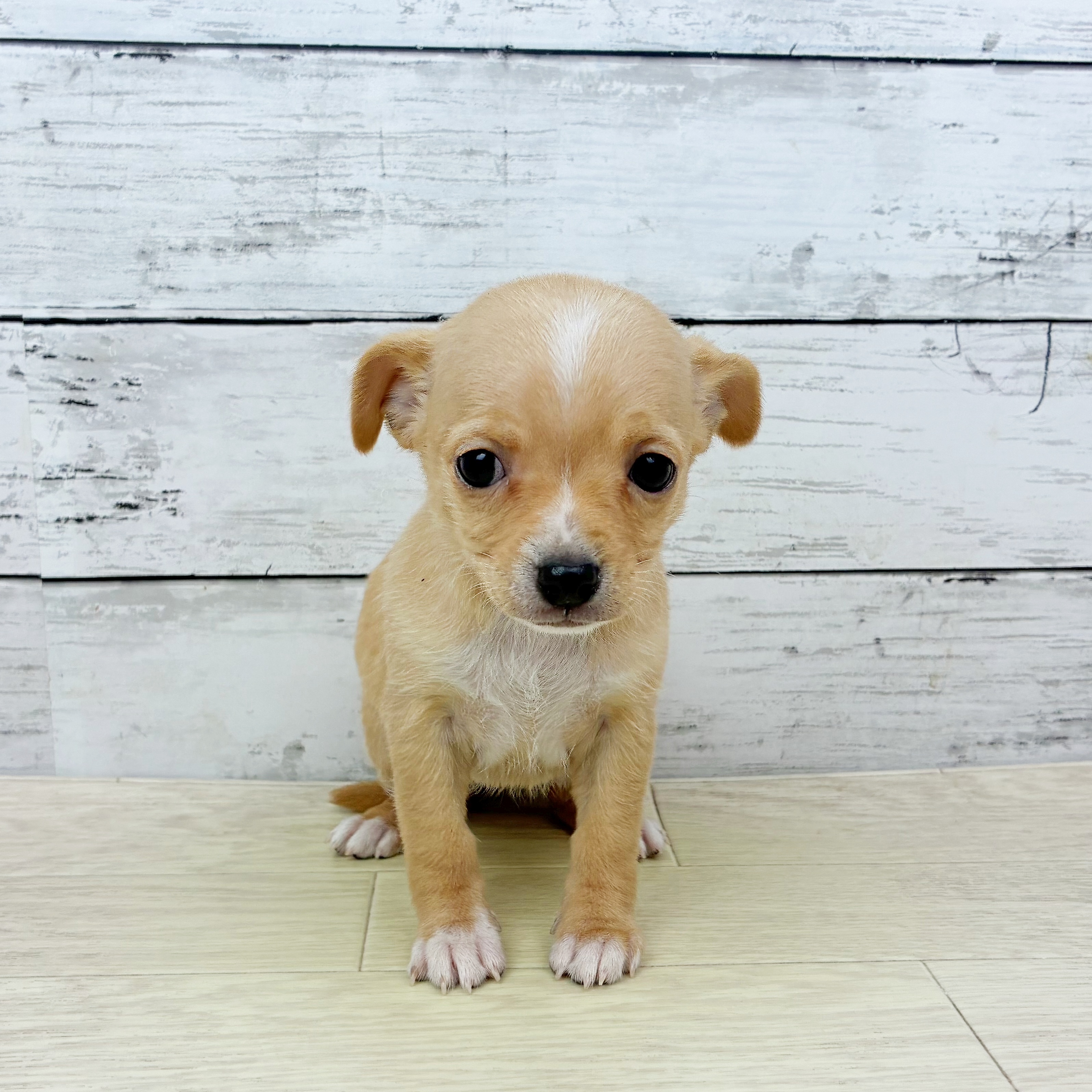 兵庫県のチワピン(チワワ×ミニチュアピンシャー) (犬の家＆猫の里川西店/2025年11月25日生まれ/女の子/クリームホワイト)の子犬