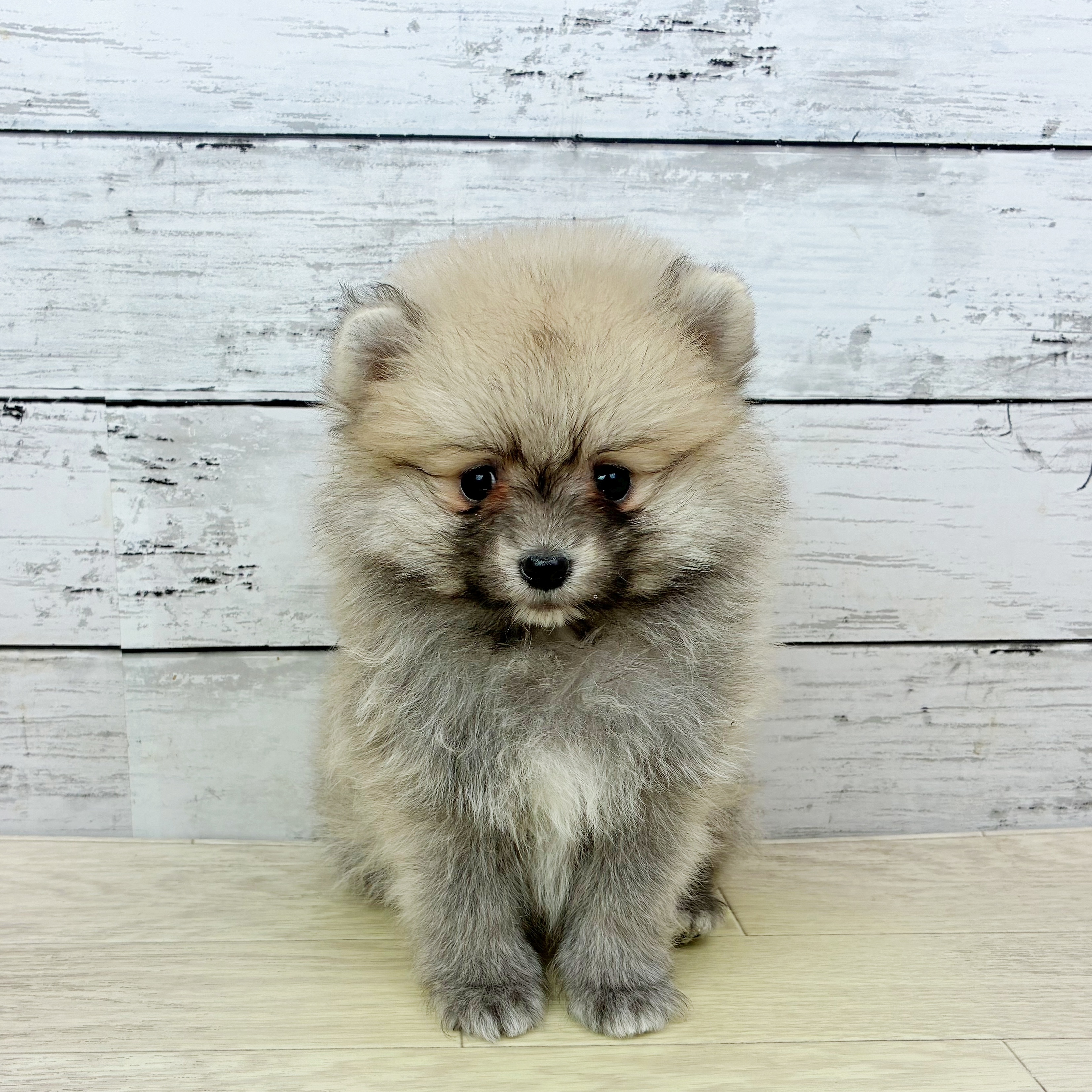 大阪府のポメラニアン (犬の家＆猫の里そよら東岸和田店/2025年11月27日生まれ/女の子/ウルフセーブル)の子犬