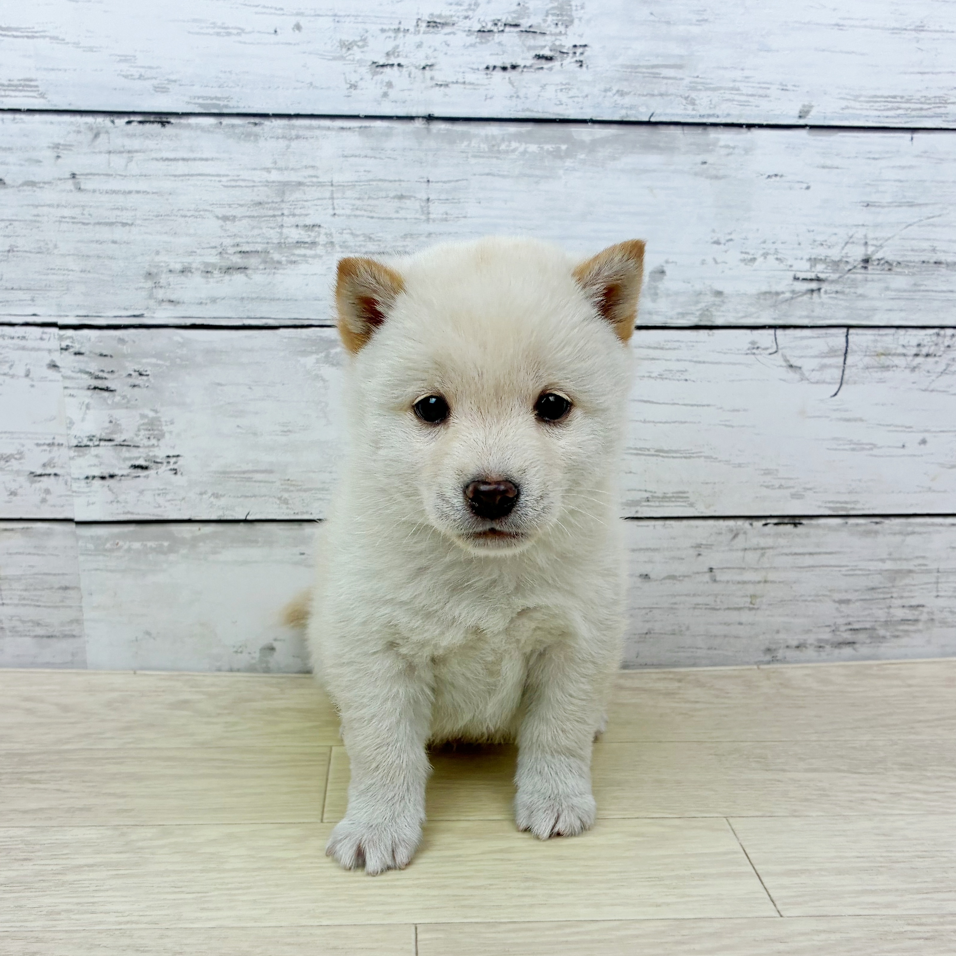豆柴男の子の写真