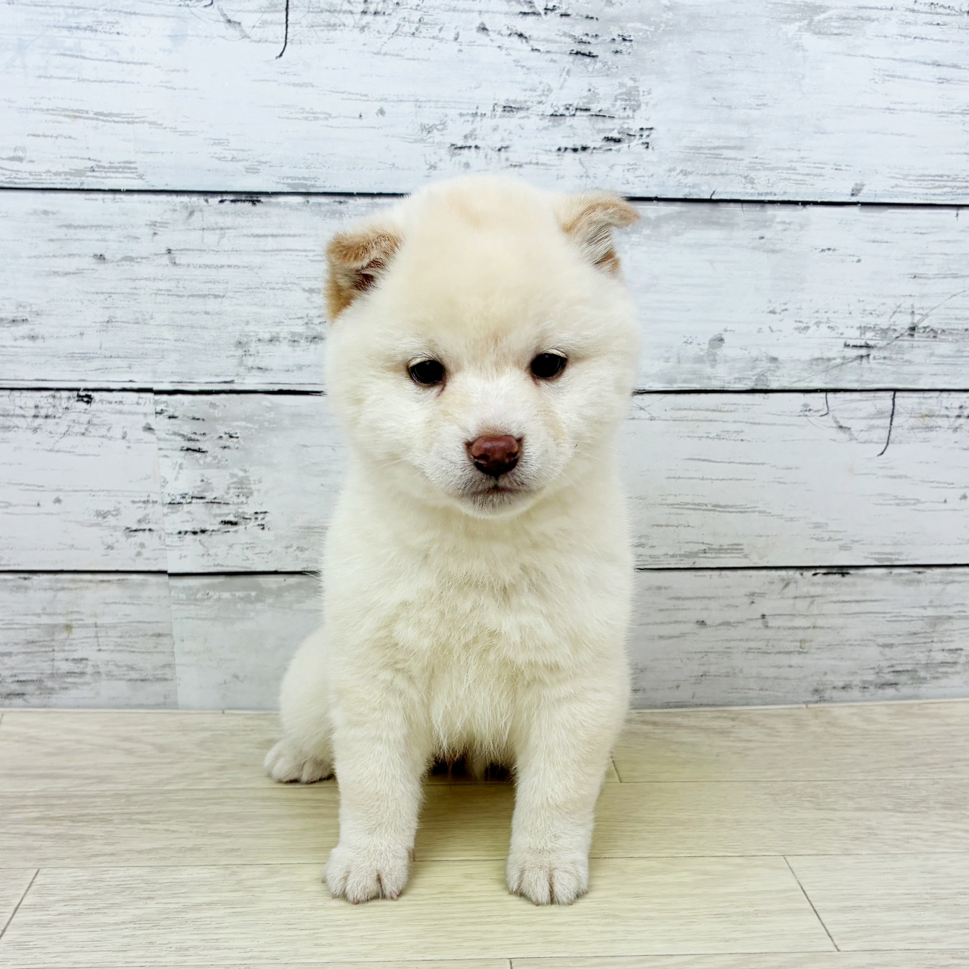 大阪府の柴犬(標準サイズ) (犬の家＆猫の里そよら東岸和田店/2025年11月25日生まれ/女の子/白)の子犬