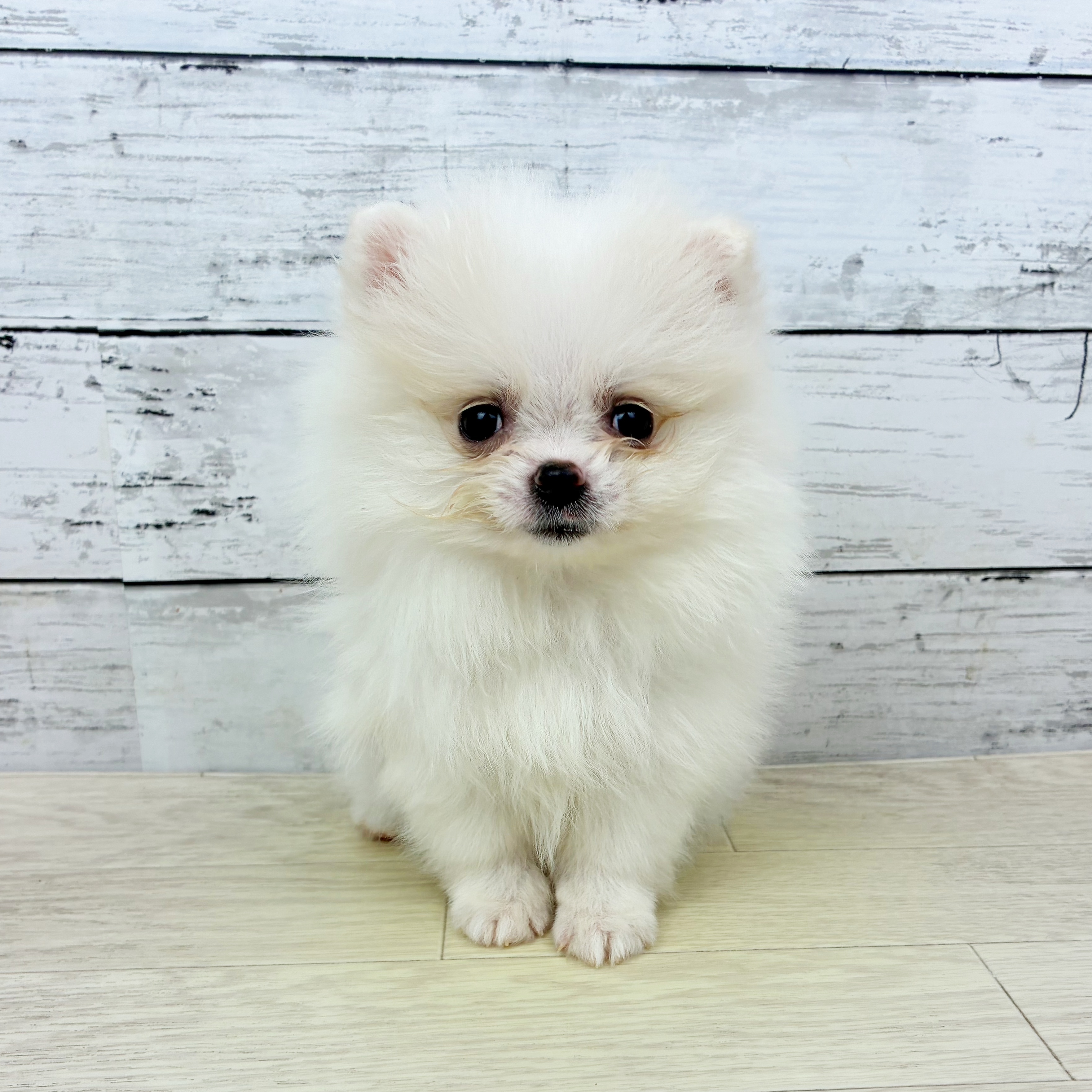 兵庫県のポメラニアン (犬の家＆猫の里尼崎店/2025年11月27日生まれ/女の子/クリーム)の子犬