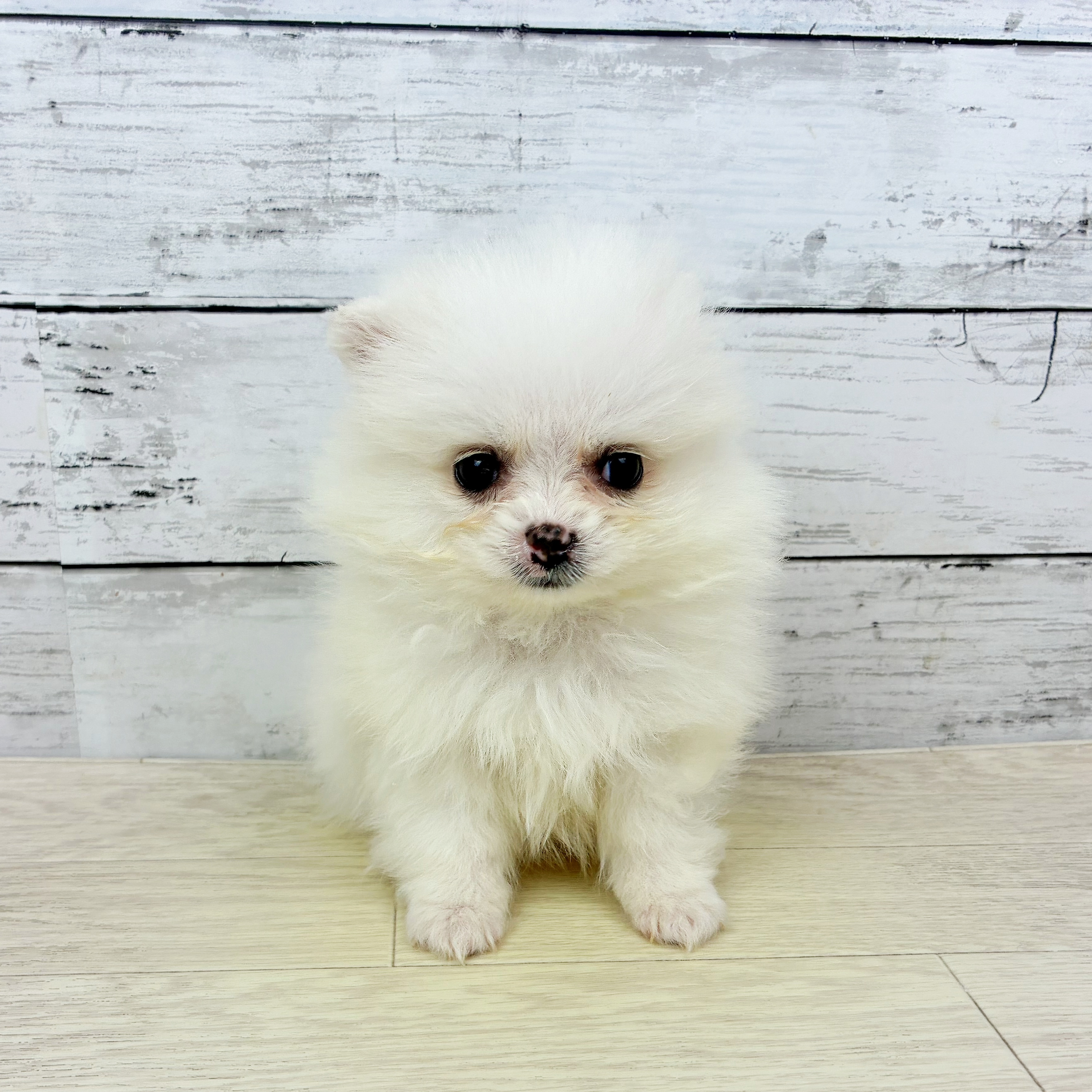 京都府のポメラニアン (犬の家＆猫の里京都精華店/2025年11月26日生まれ/女の子/クリーム)の子犬の2枚目の画像