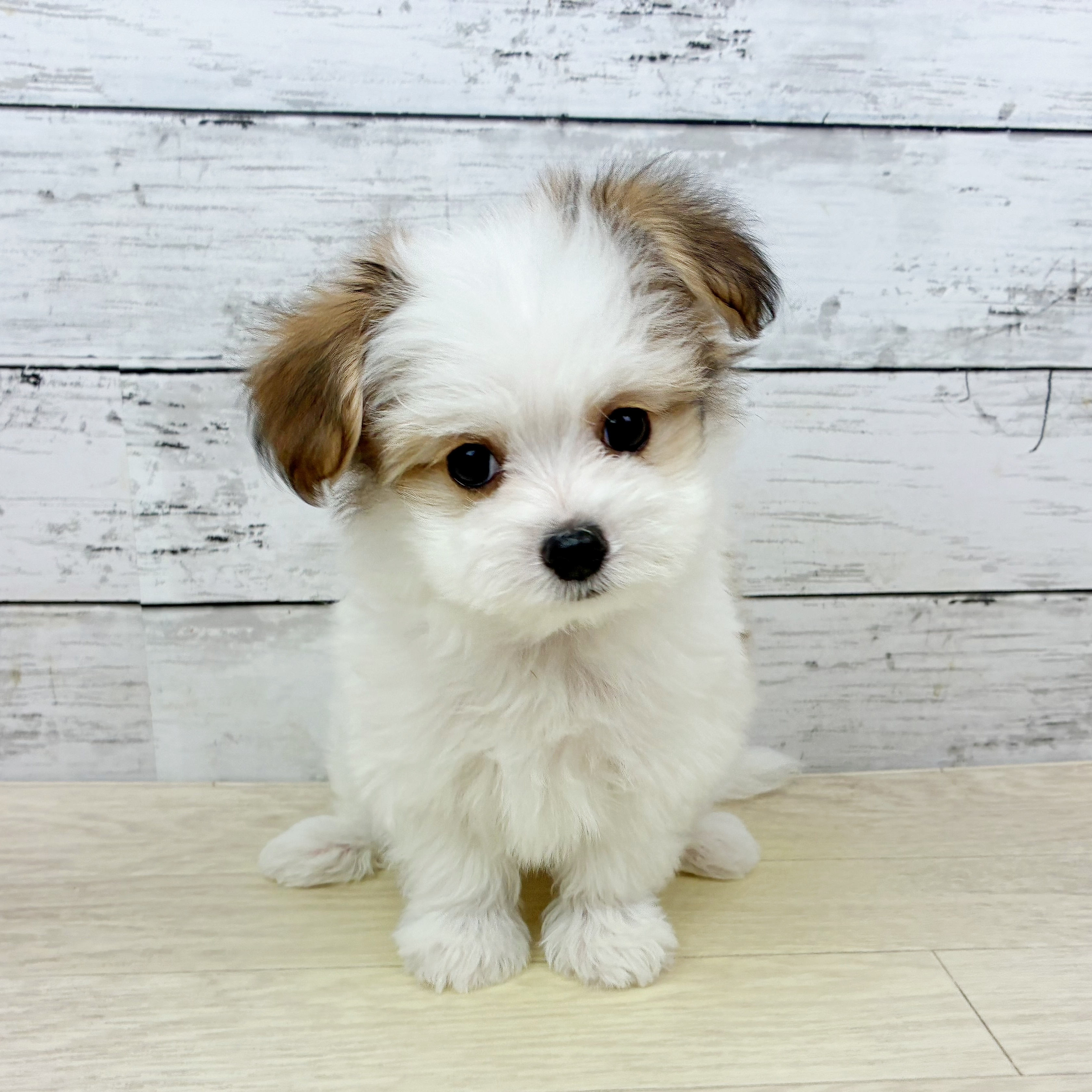 京都府のハーフ犬・ミックス犬 (犬の家＆猫の里京都精華店/2025年11月21日生まれ/女の子/レッドホワイト)の子犬の2枚目の画像