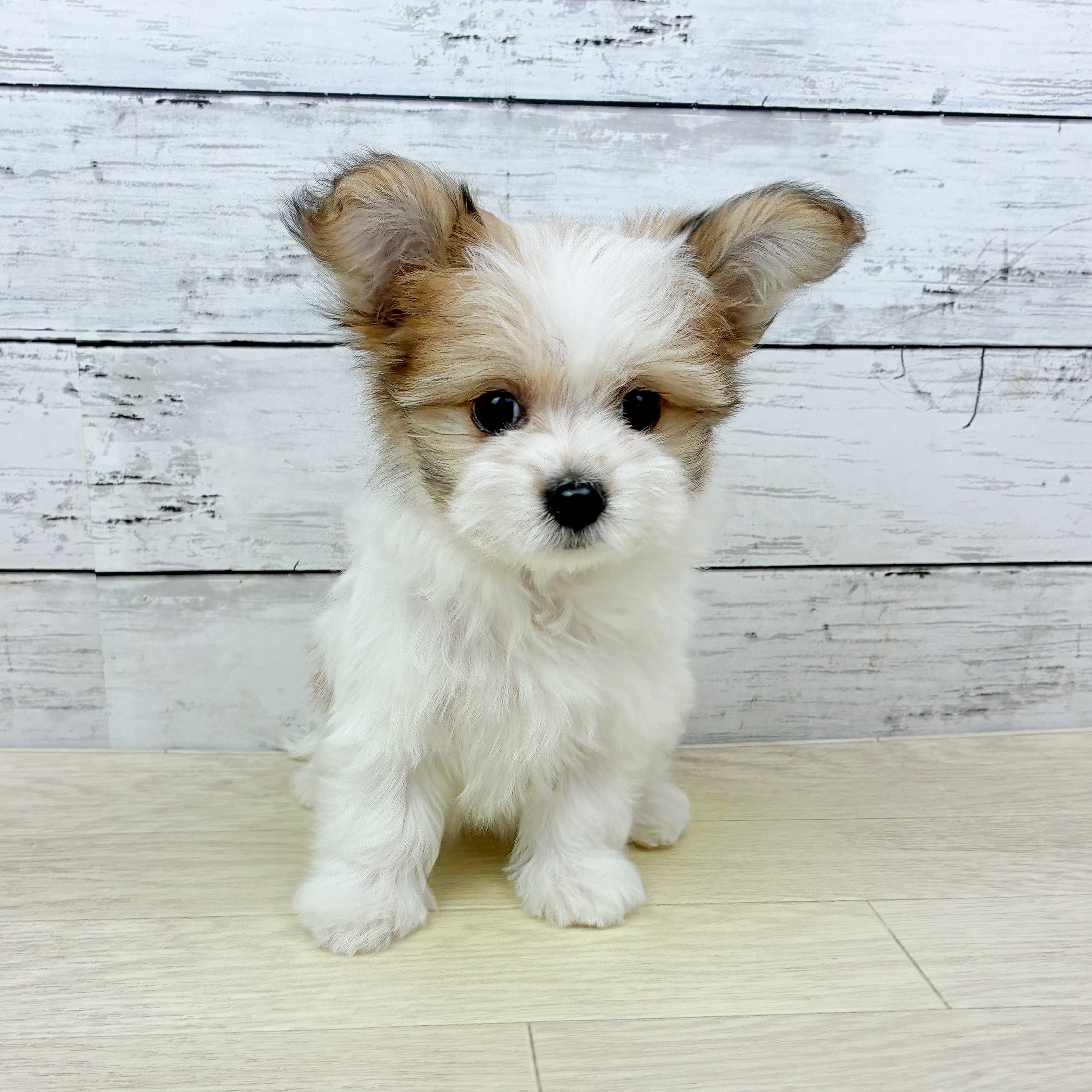 滋賀県のハーフ犬・ミックス犬 (犬の家＆猫の里近江八幡店/2025年11月21日生まれ/女の子/レッドホワイト)の子犬