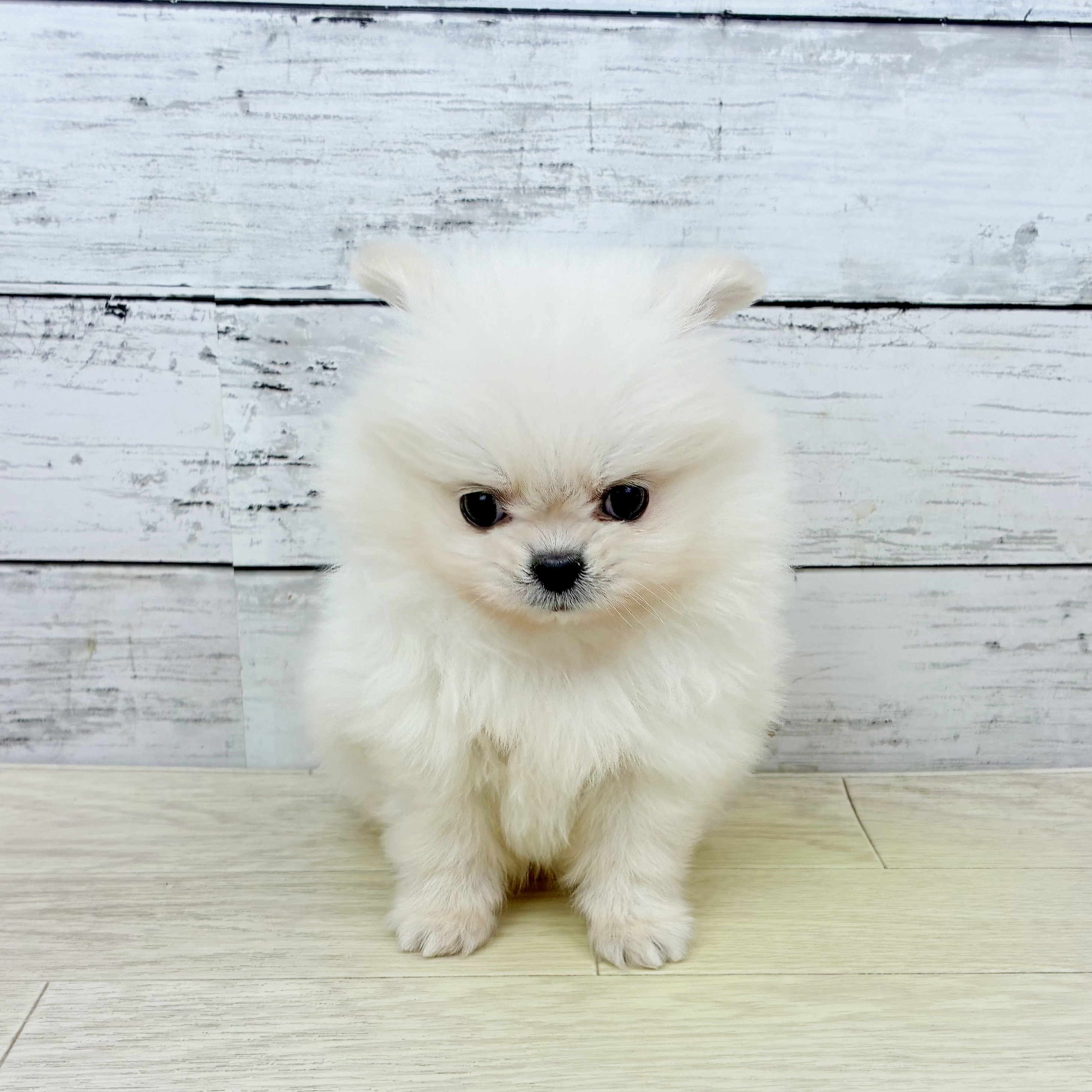 滋賀県のペキポメ/ポメペキ(ペキニーズ×ポメラニアン) (犬の家＆猫の里近江八幡店/2025年11月26日生まれ/男の子/クリーム)の子犬