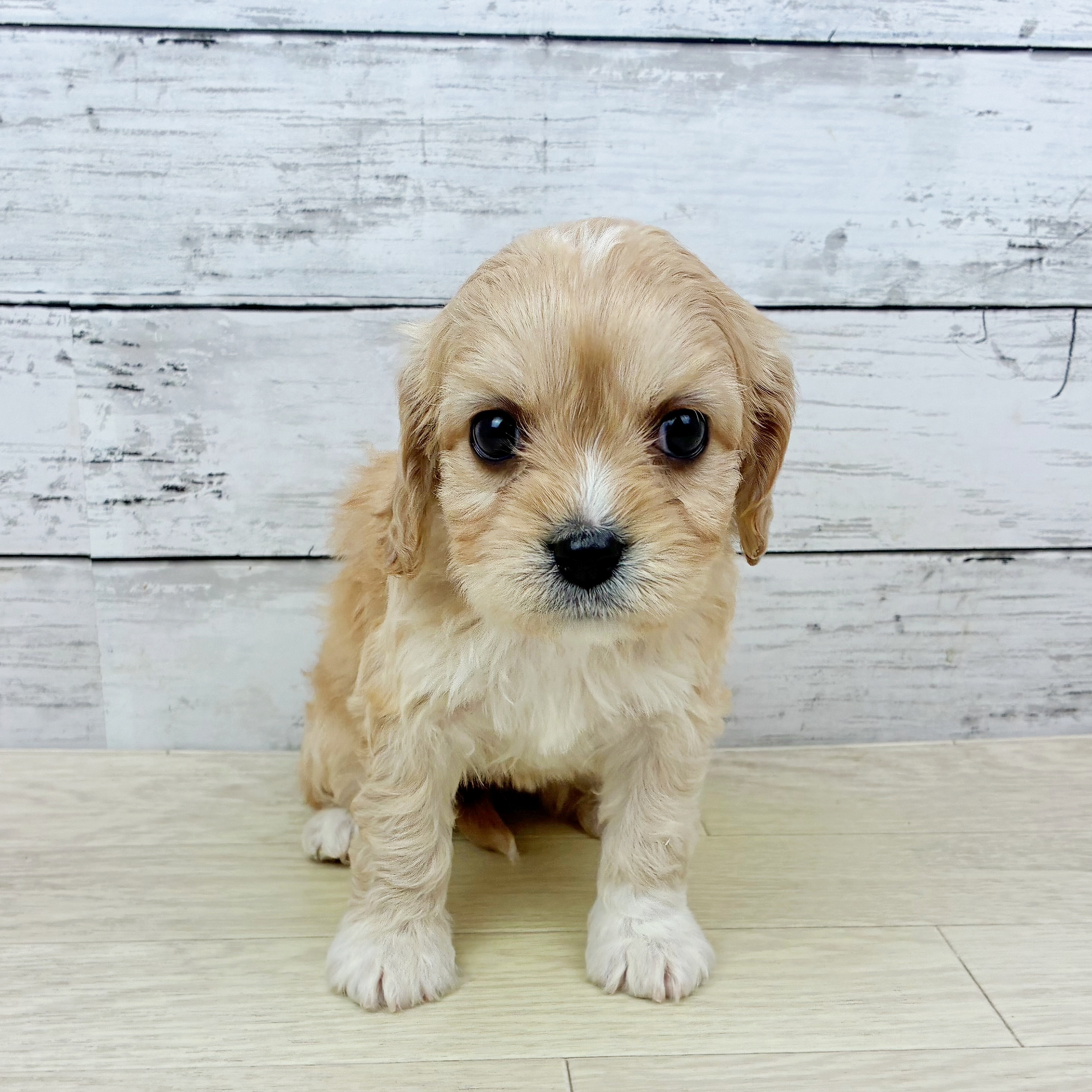 大阪府のハーフ犬・ミックス犬 (犬の家＆猫の里そよら東岸和田店/2025年11月24日生まれ/女の子/クリーム)の子犬