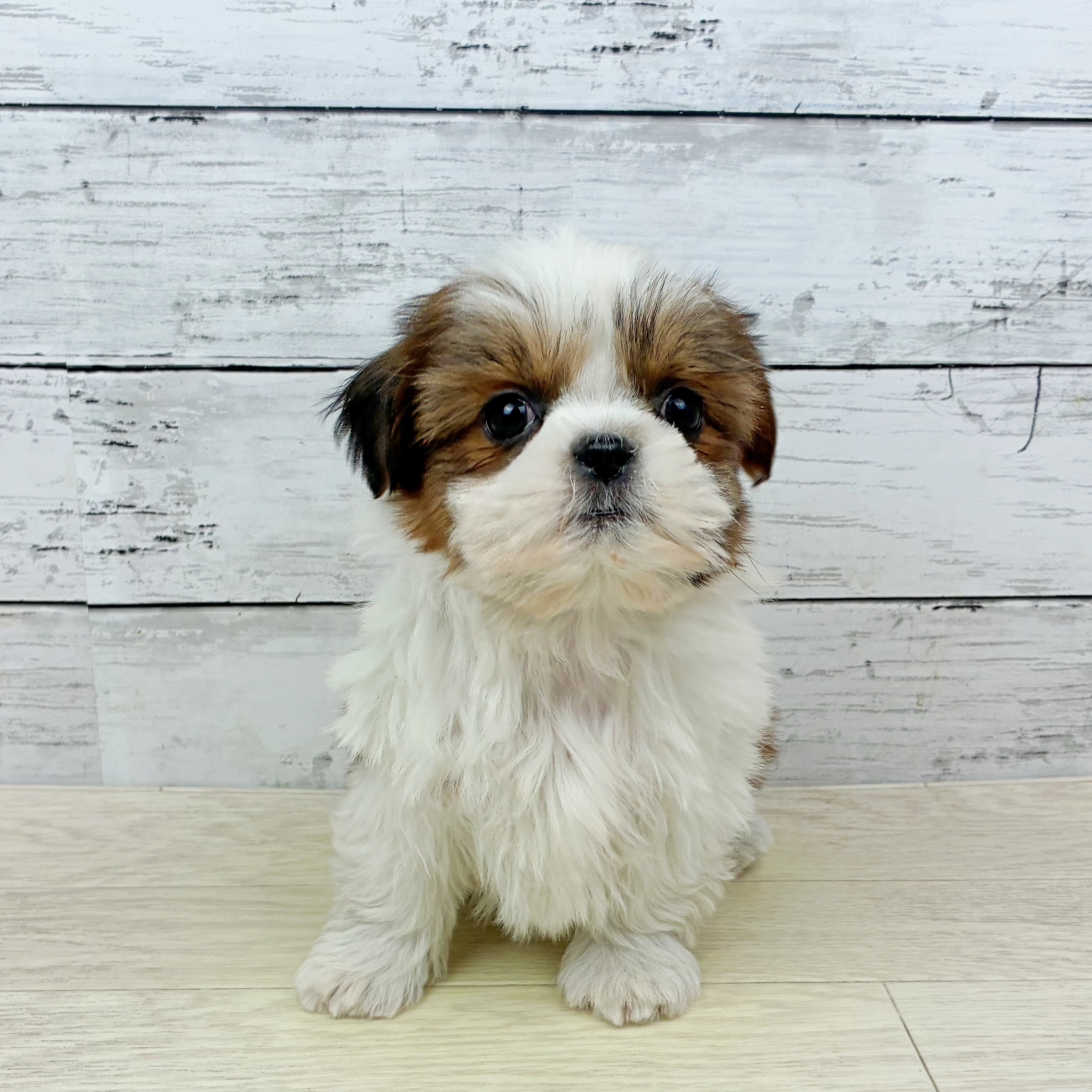 シーズー女の子の写真