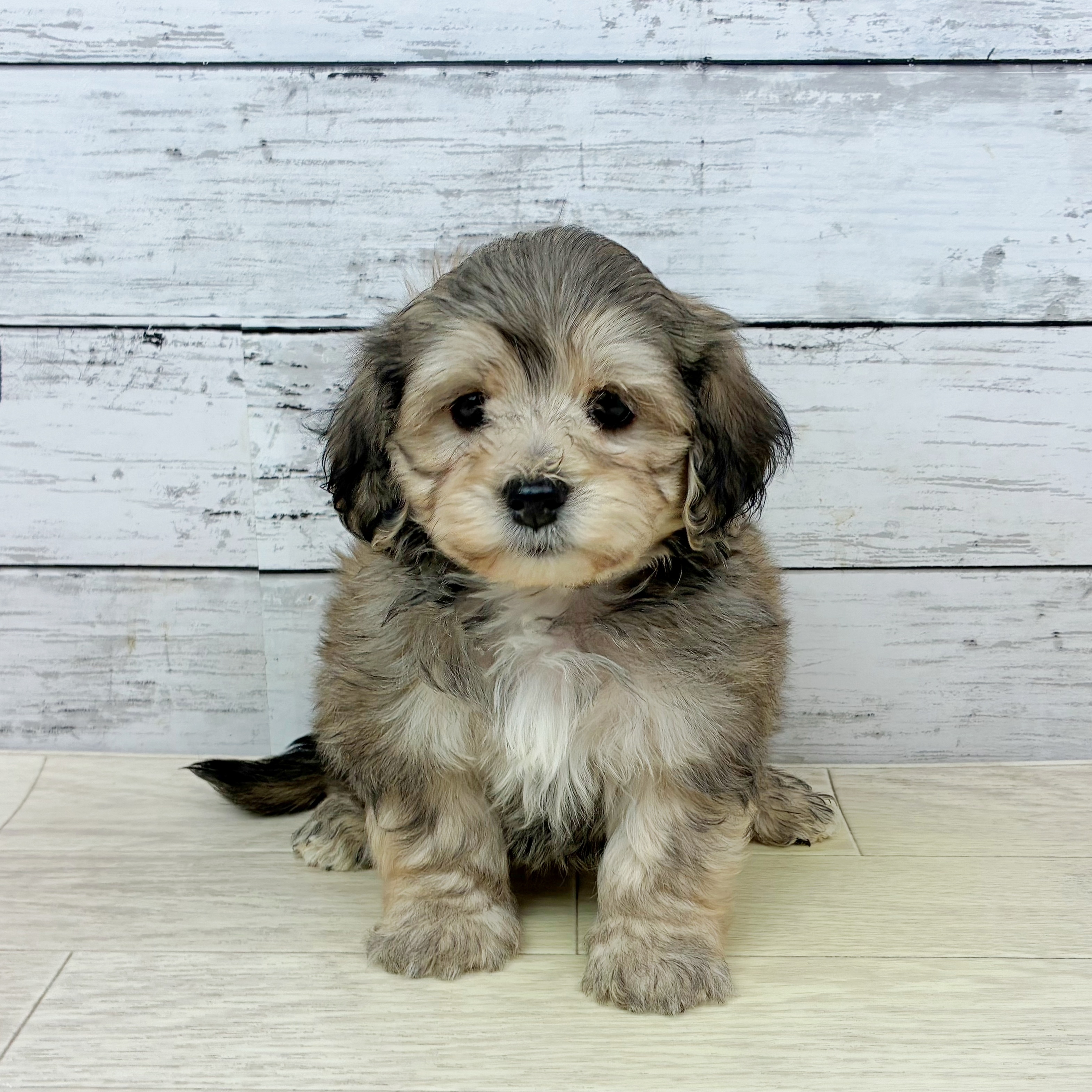 滋賀県のマルックス(マルチーズ×ダックス) (犬の家＆猫の里近江八幡店/2025年11月24日生まれ/女の子/フォーン)の子犬