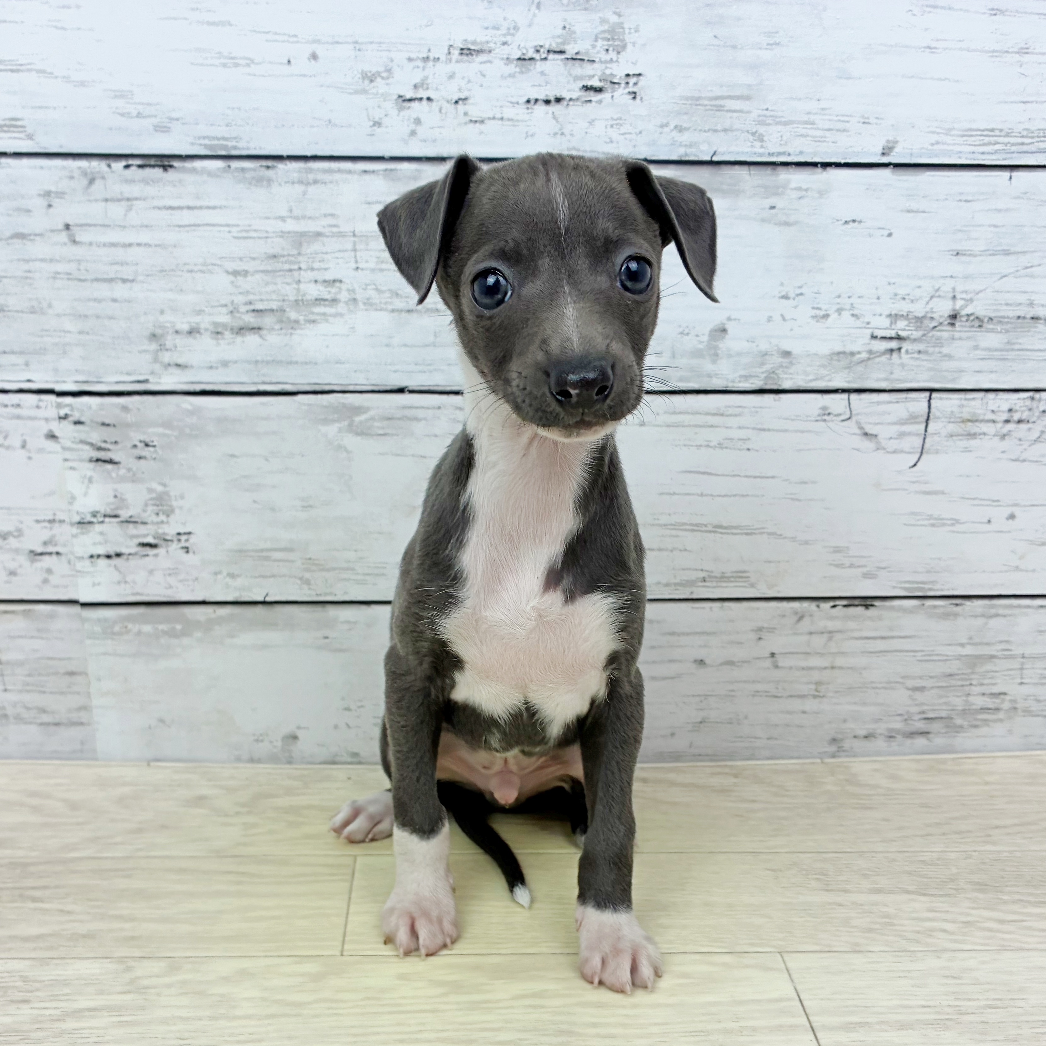 滋賀県のイタリアングレーハウンド (犬の家＆猫の里近江八幡店/2025年11月26日生まれ/男の子/ブルーホワイト)の子犬