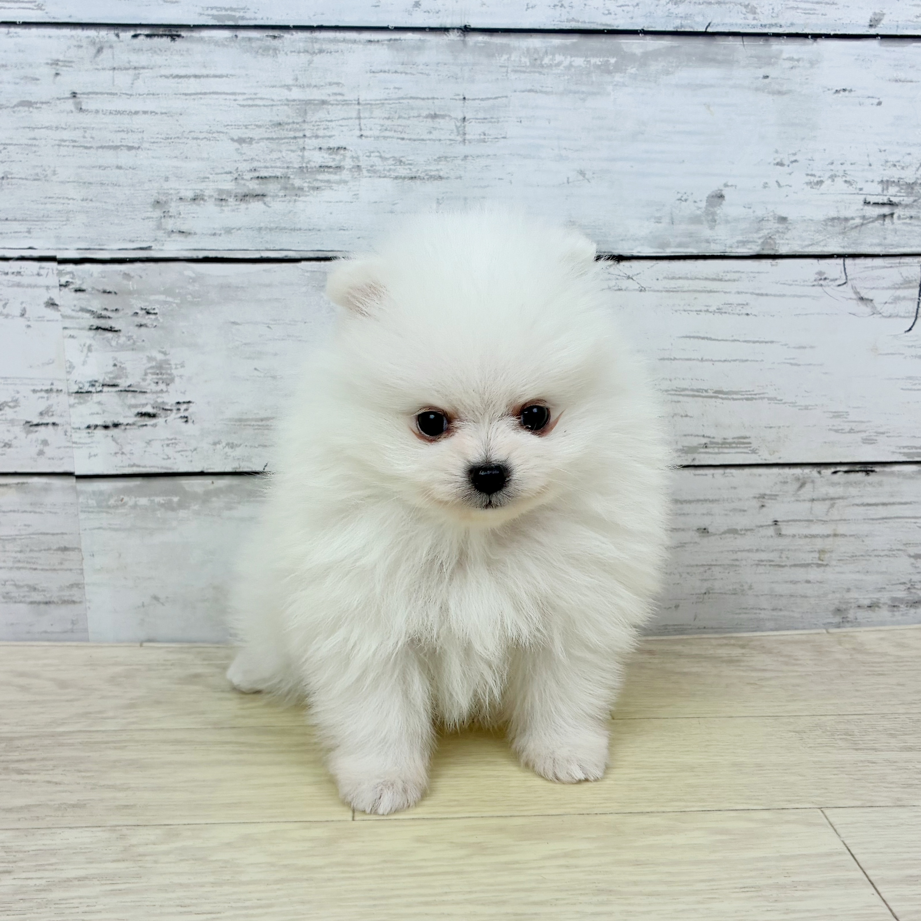 滋賀県のポメラニアン (犬の家＆猫の里近江八幡店/2025年11月25日生まれ/男の子/クリーム)の子犬