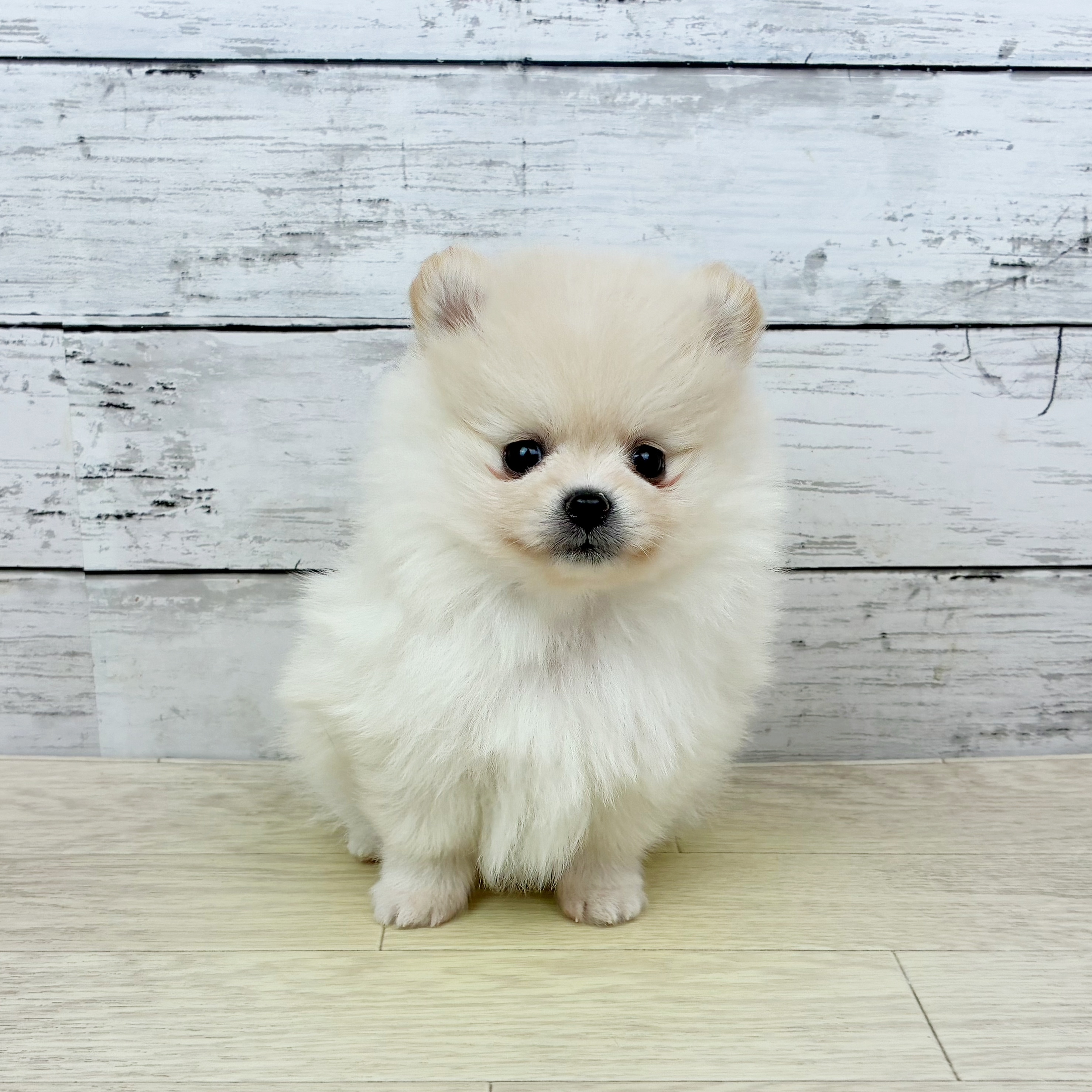 滋賀県のポメラニアン (犬の家＆猫の里近江八幡店/2025年11月25日生まれ/男の子/クリーム)の子犬