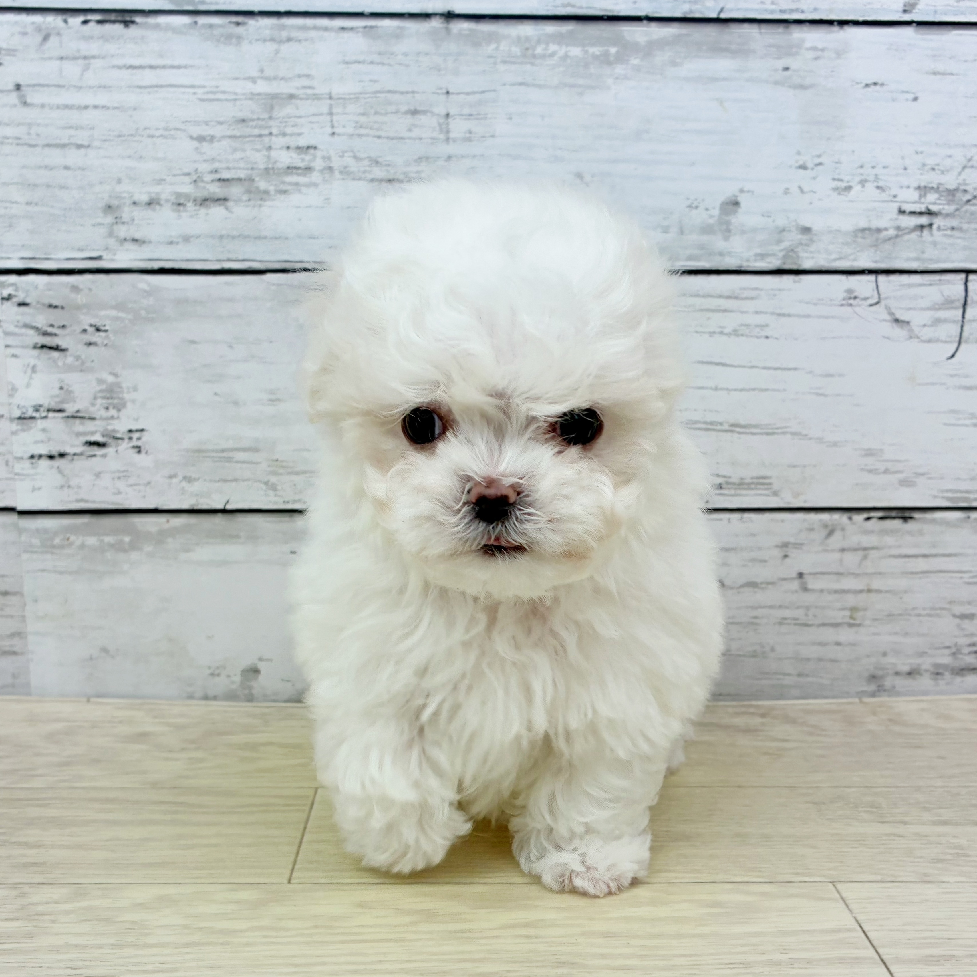 滋賀県のマルチーズ (犬の家＆猫の里近江八幡店/2025年11月27日生まれ/男の子/ホワイト)の子犬